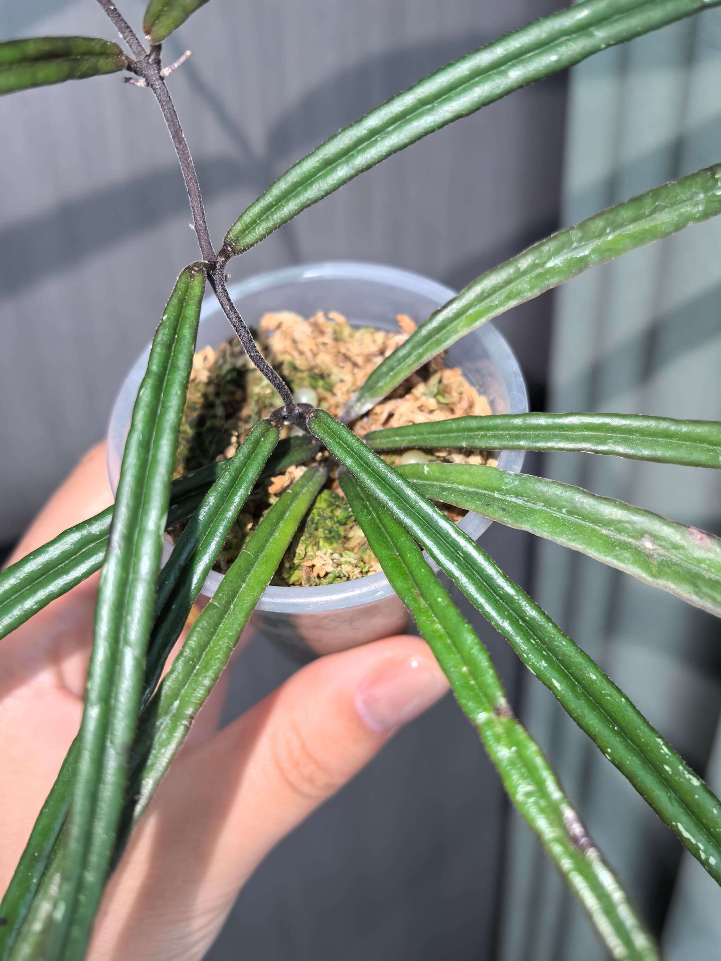 Hoya insularis is a rare epiphytic vine originating from tropical island forests in Southeast Asia, such as Borneo and the Philippines, where it grows in warm, humid, shaded conditions. It features long, narrow lanceolate to grass-like leaves that are dark green and can develop purple tones under brighter or “sun-stress” light.