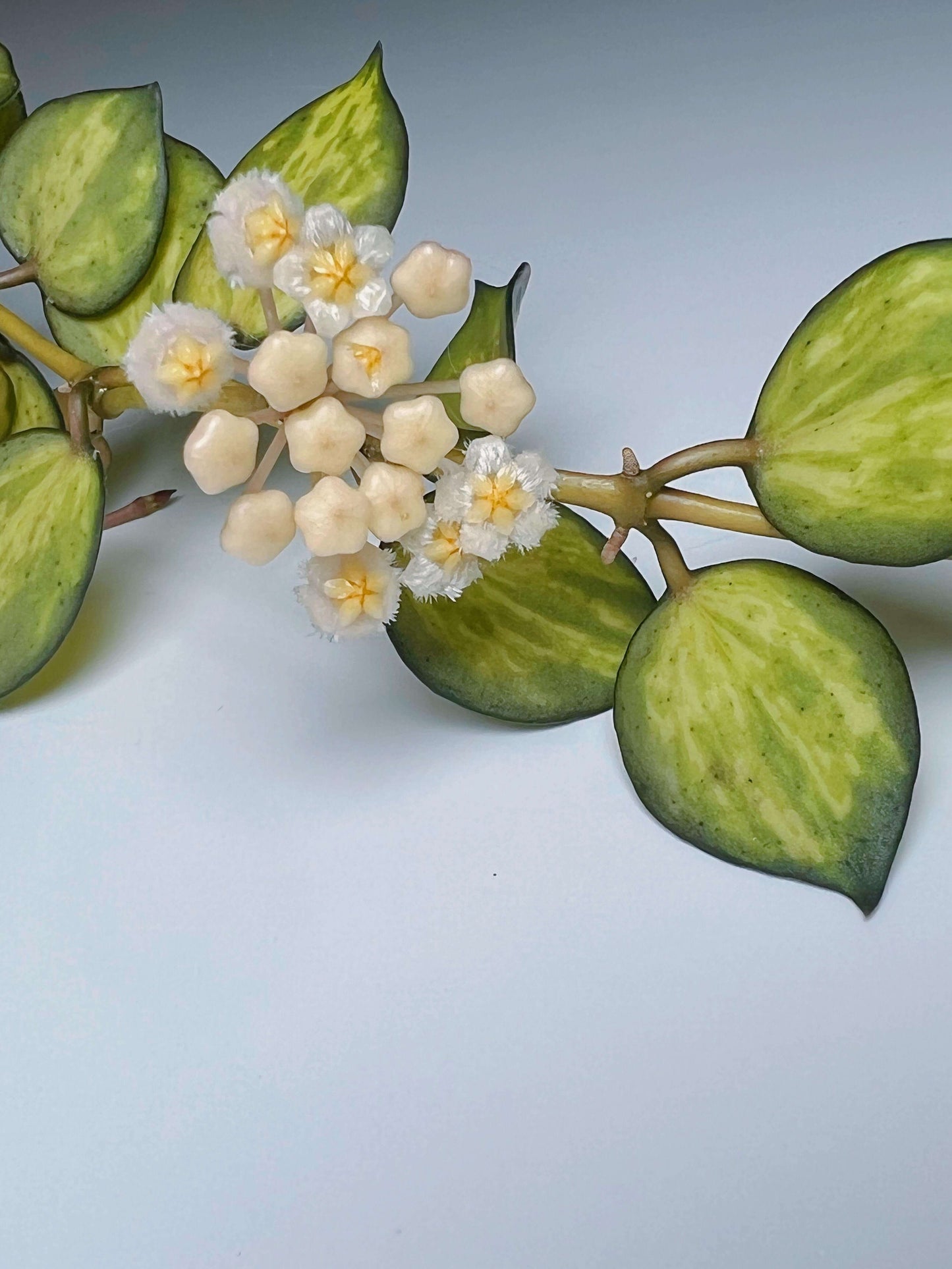 Hoya lacunosa 'Queen Midori' is a rare and highly sought-after cultivar of the Hoya lacunosa species, distinguished by its striking variegated foliage.