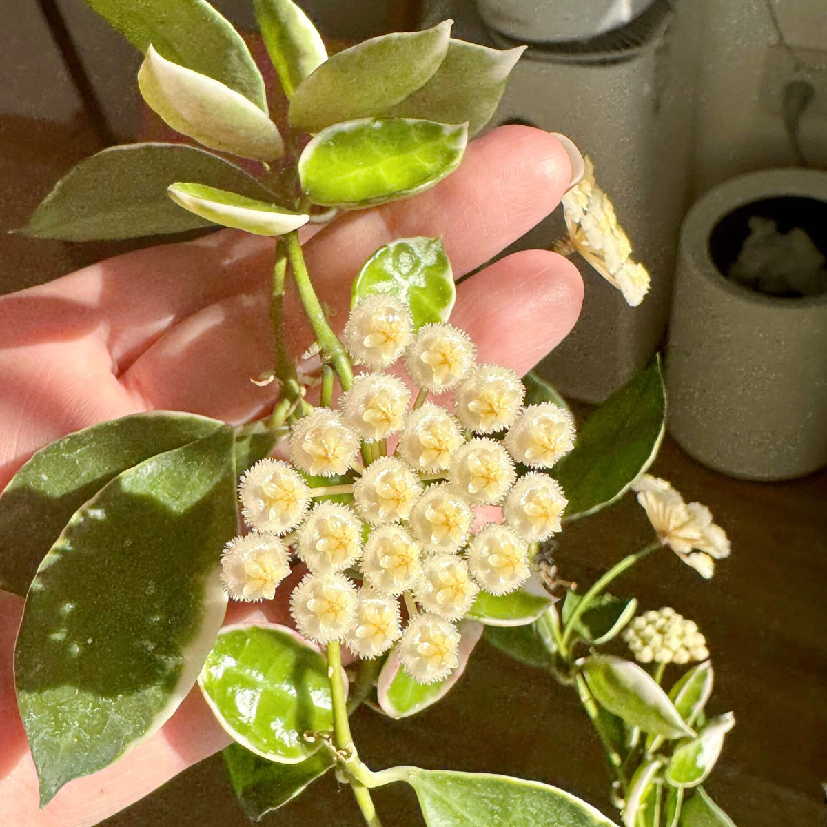 Hoya lacunosa 'Asami' is a compact and attractive selection of Hoya lacunosa, prized for its small, pointed leaves and dense, trailing growth. This species has broad, irregular cream-white margins surrounding green leaf centers, while fresh growth may develop a soft pink blush. Its fine stems branch readily, creating a lush cascading habit that works especially well in hanging baskets.