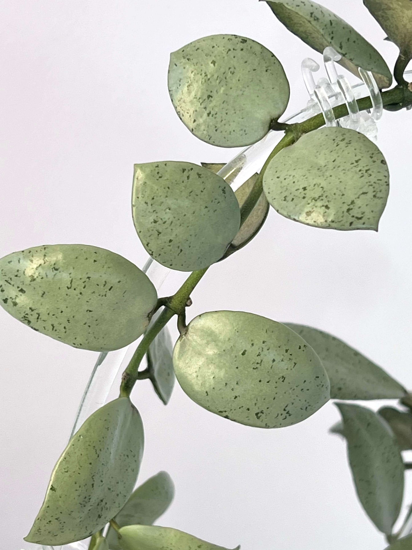 Hoya lacunosa 'Silver Mint Coin' is a captivating cultivar of the Hoya lacunosa species, renowned for its unique silvery-green foliage and compact, trailing growth habit. This variant is particularly sought after by plant enthusiasts for its ornamental appeal and relatively low-maintenance care requirements.