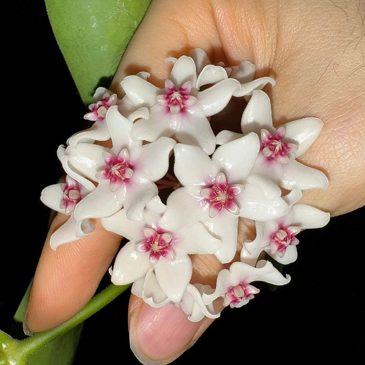 Hoya naumannii is a rare and distinctive epiphytic climbing Hoya native to the Solomon Islands, where it grows in wet tropical habitats. It develops long, slender, branching stems with relatively sparse foliage and broad, thick, leathery leaves that can reach approximately 10 cm long and 7.5 cm wide. The combination of its vigorous climbing habit and substantial, attractive foliage makes this species particularly interesting to collectors of uncommon Hoyas.