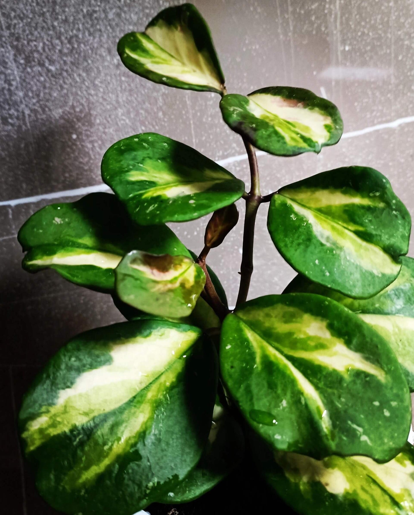 Hoya obovata Inner Variegated is a rare and collectible form of the species, distinguished by its thick, round to oval leaves featuring a central patch of creamy-yellow to lime variegation bordered by deep green margins. This variant retains the trailing or climbing vine habit of standard H. obovata, making it suitable for hanging baskets or shelf displays.