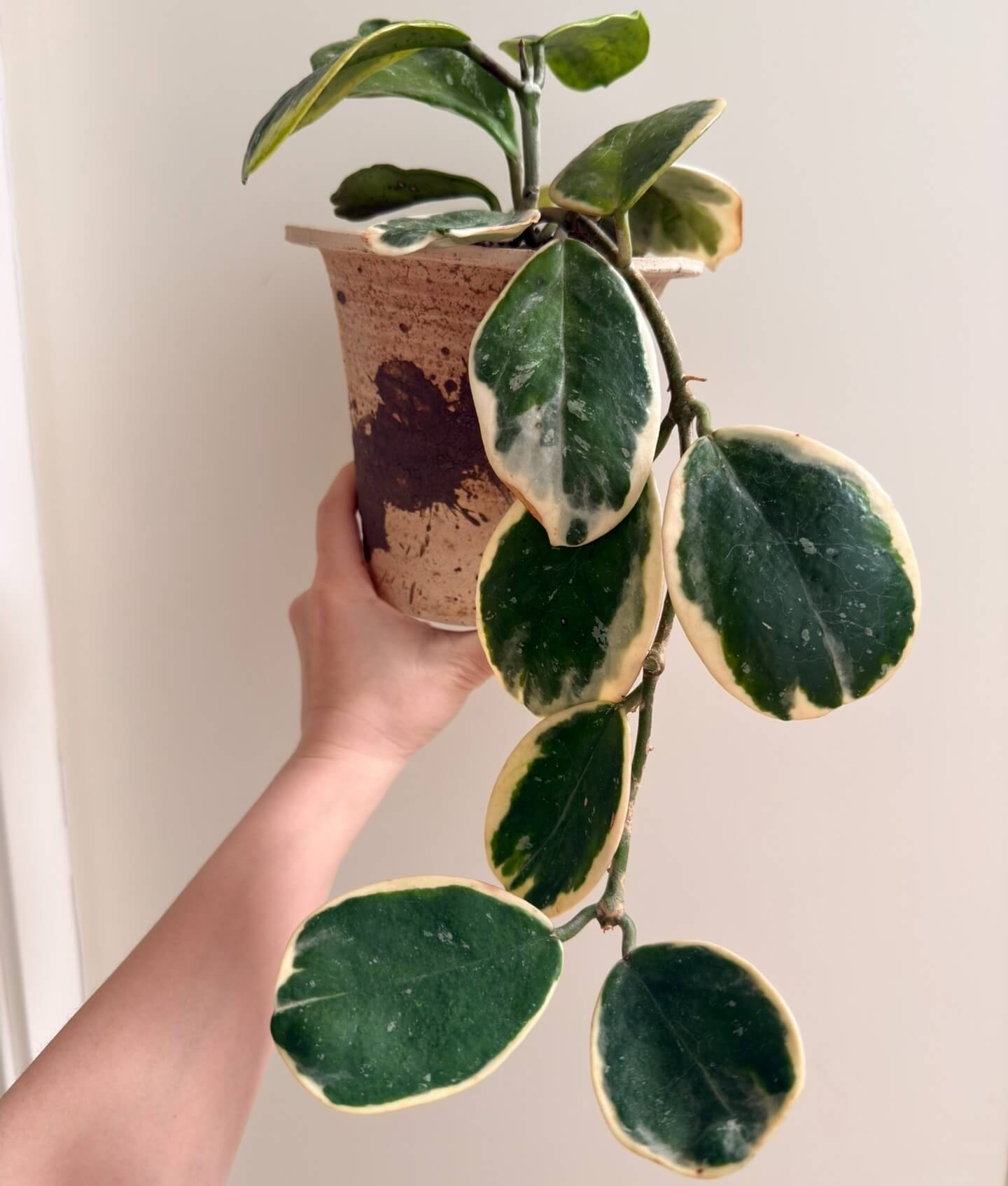 Hoya obovata Outer Variegated Albomarginata features the species’ thick, rounded to oval succulent‑leaves, but these are spectacularly framed by creamy‑white or pale yellow margins—hence the “outer variegated” or “albomarginata” designation. The plant maintains the trailing or climbing vine habit typical of Hoya obovata, making it a great choice for hanging baskets or shelves where its variegated foliage can be displayed.