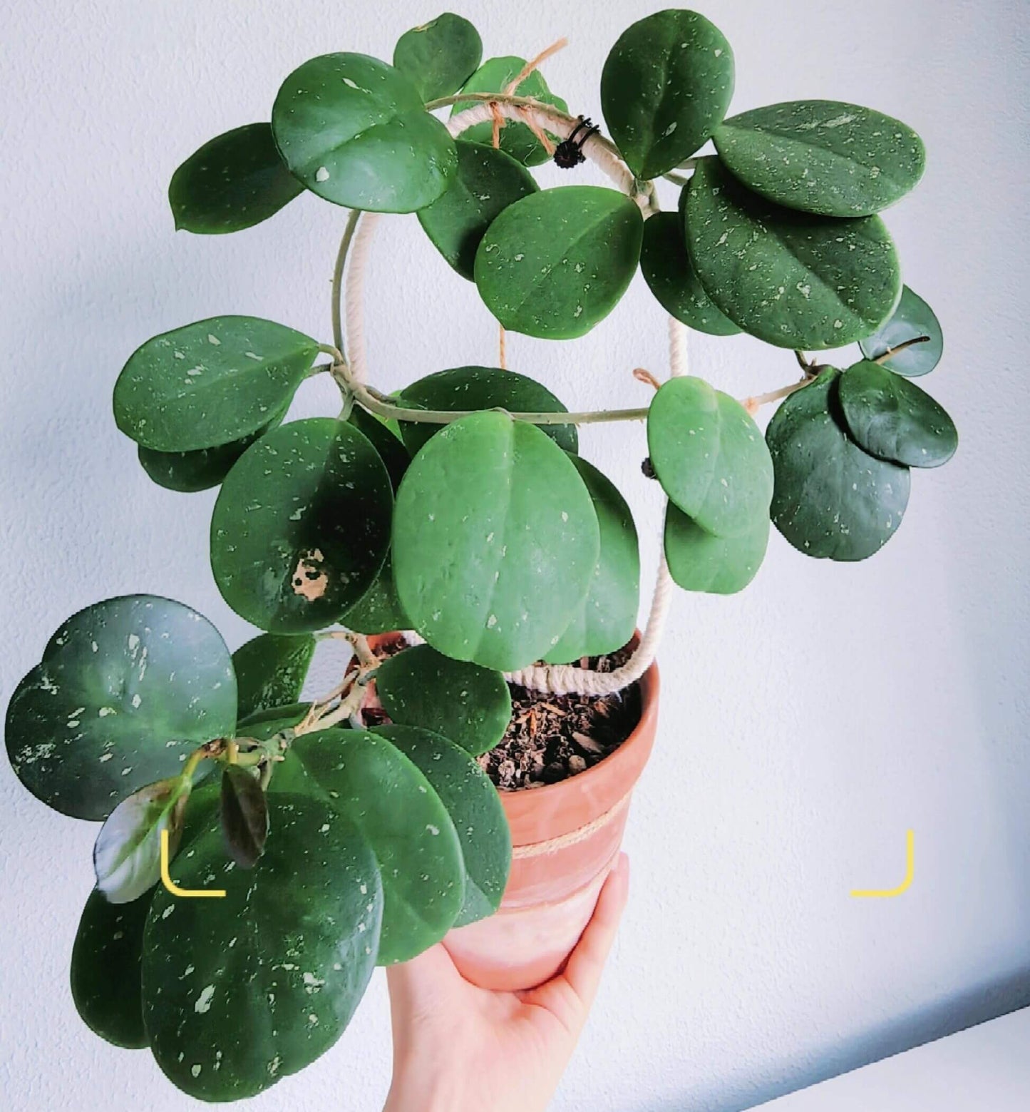 Hoya obovata is a charming and relatively easy-care epiphytic vine native to South and Southeast Asia. It is noted for its thick, round to oval green leaves that sometimes display faint silver speckles, adding a subtle decorative touch. The plant grows as a trailing or climbing vine, making it ideal for hanging baskets, high shelves, or trellises.