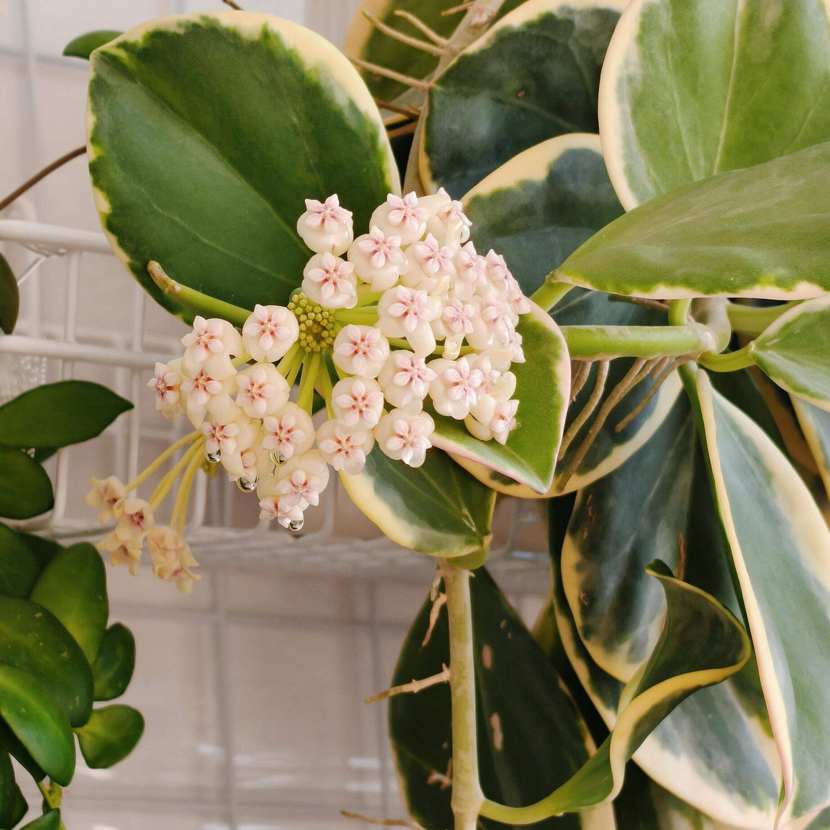 Hoya pachyclada ‘Albomarginata’ is a striking variegated form prized for its thick, fleshy leaves and contrasting creamy-white margins. The leaves have a succulent texture and a deep green center framed by irregular pale variegation, giving the plant a bold and distinctive appearance. This compact Hoya grows well as a trailing or climbing plant and can produce clusters of fragrant, star-shaped flowers when mature.