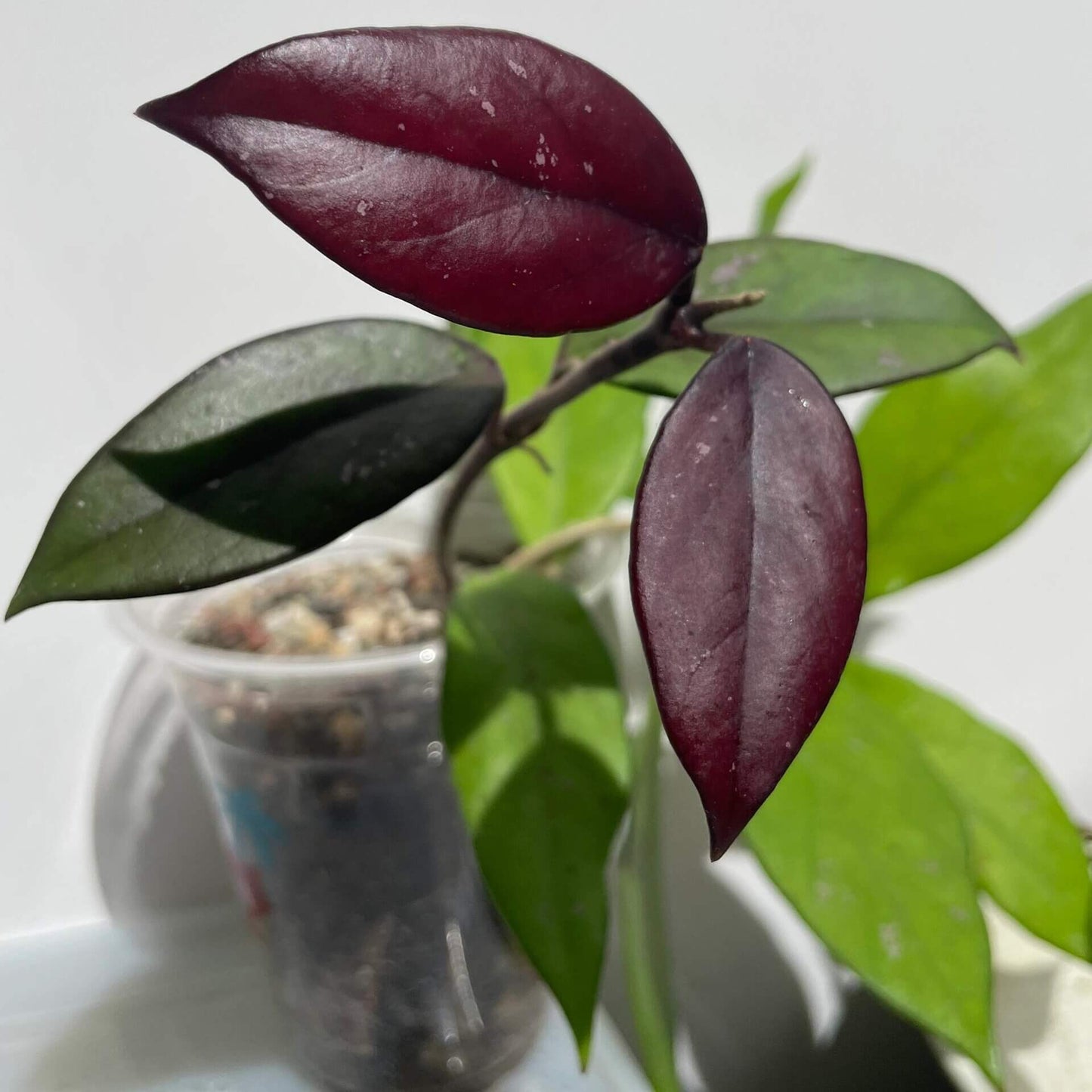 Hoya pubicalyx ssp. "black button"