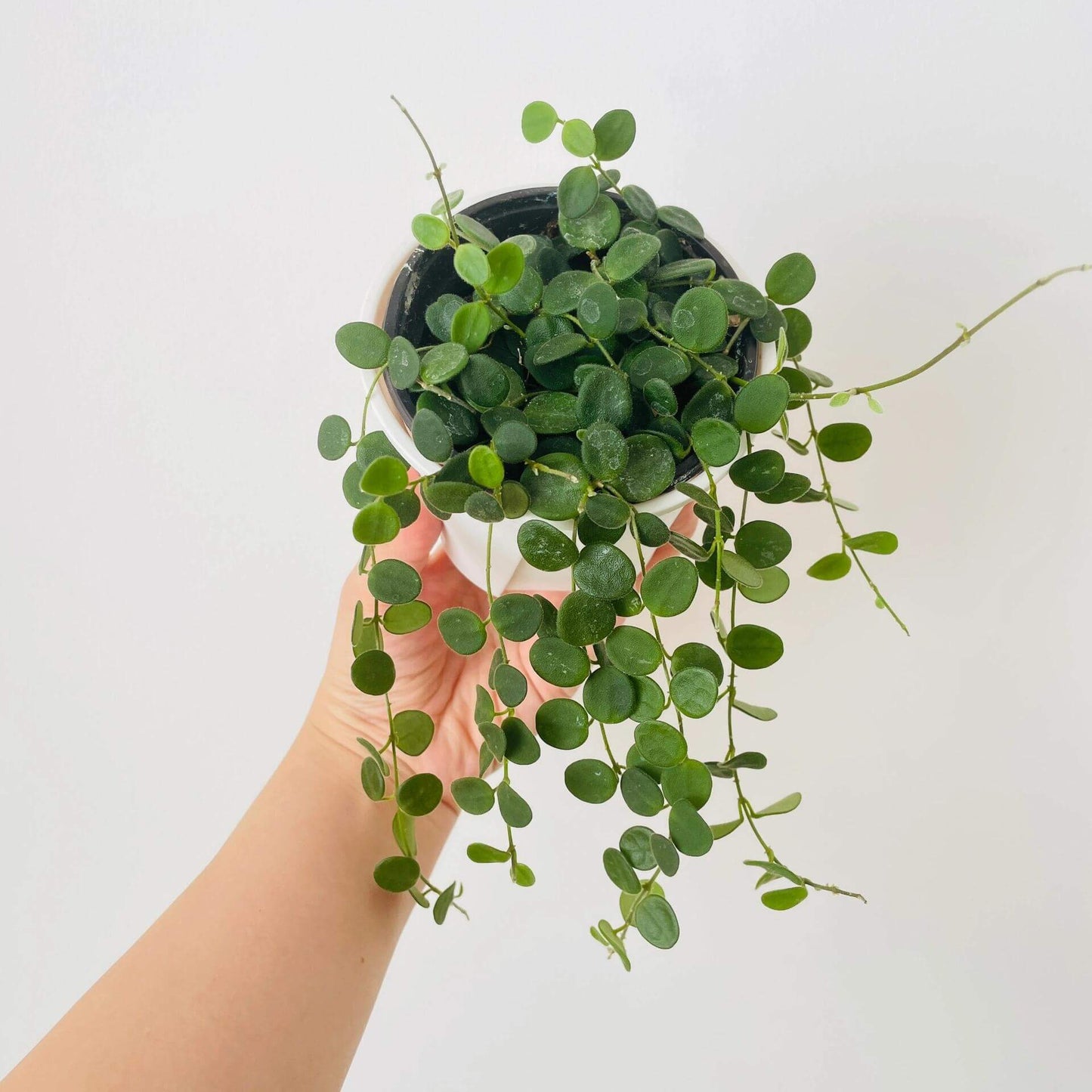 Hoya serpens is a miniature, trailing or creeping hoya species native to the Himalayas, particularly Nepal, Sikkim, and Bhutan. In its natural habitat, it grows as an epiphyte in cool, moist montane forests at elevations between 1,200 and 2,400 meters, often clinging to moss-covered trees in cloud forest environments.