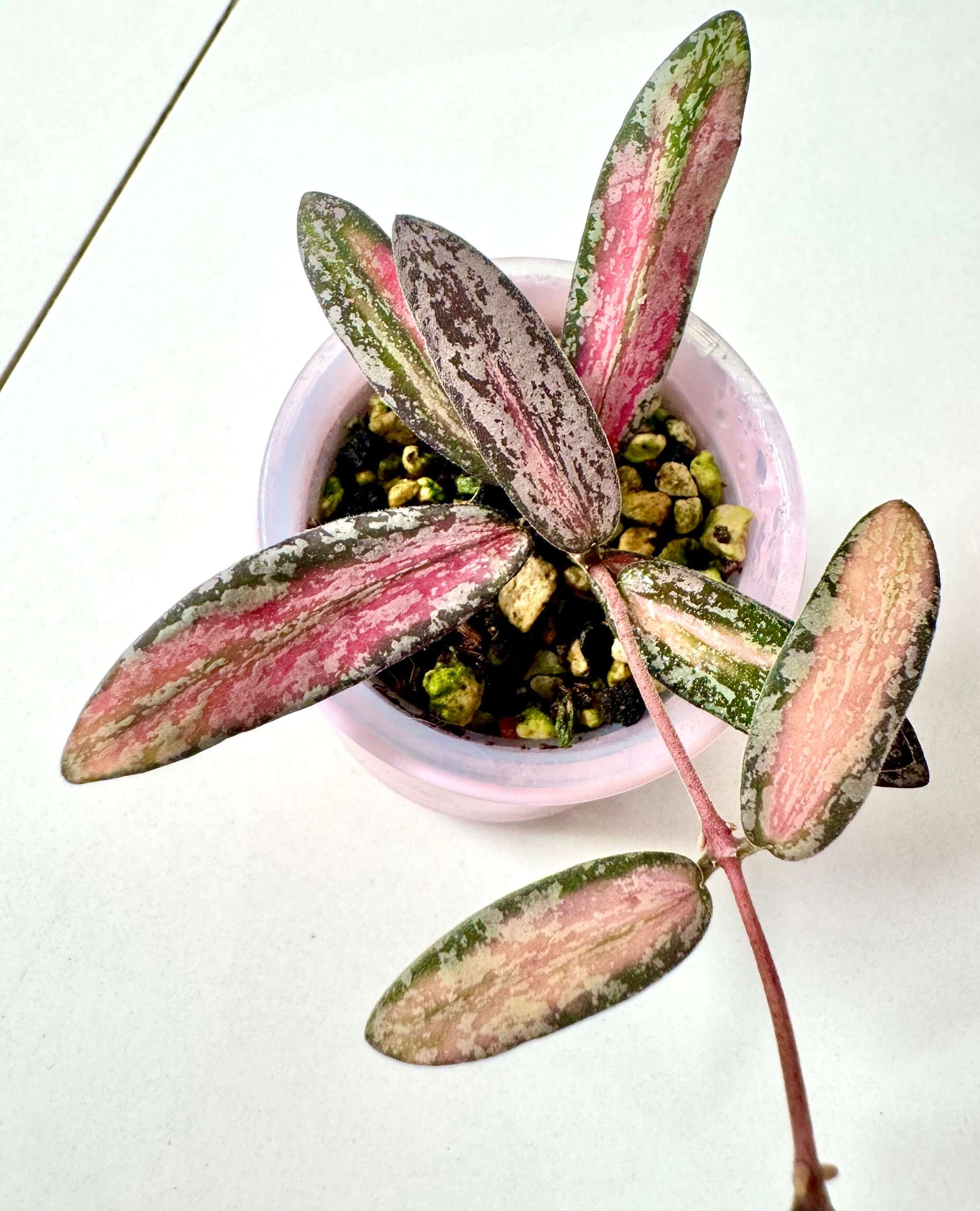 Hoya sigillatis inner variegated is a rare trailing epiphyte native to Borneo. Its elongated olive-green leaves display a silver splash pattern on the surface with cream or yellow inner variegation framed by darker green margins, creating a striking contrast.