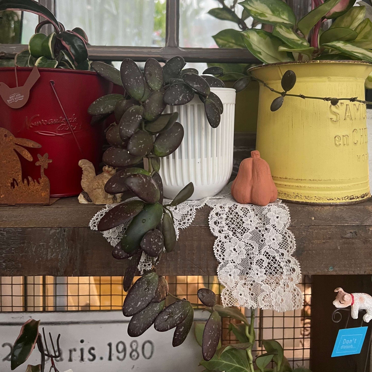 Hoya sp. GPS 7240 is a rare, unidentified Hoya species distinguished by its small, green, oblong leaves that often display attractive silvery or splashy variegation. When mature, it produces clusters of star-shaped flowers in shades of orange to salmon, adding vibrant contrast to its delicate foliage and making it a desirable choice for collectors and Hoya enthusiasts.