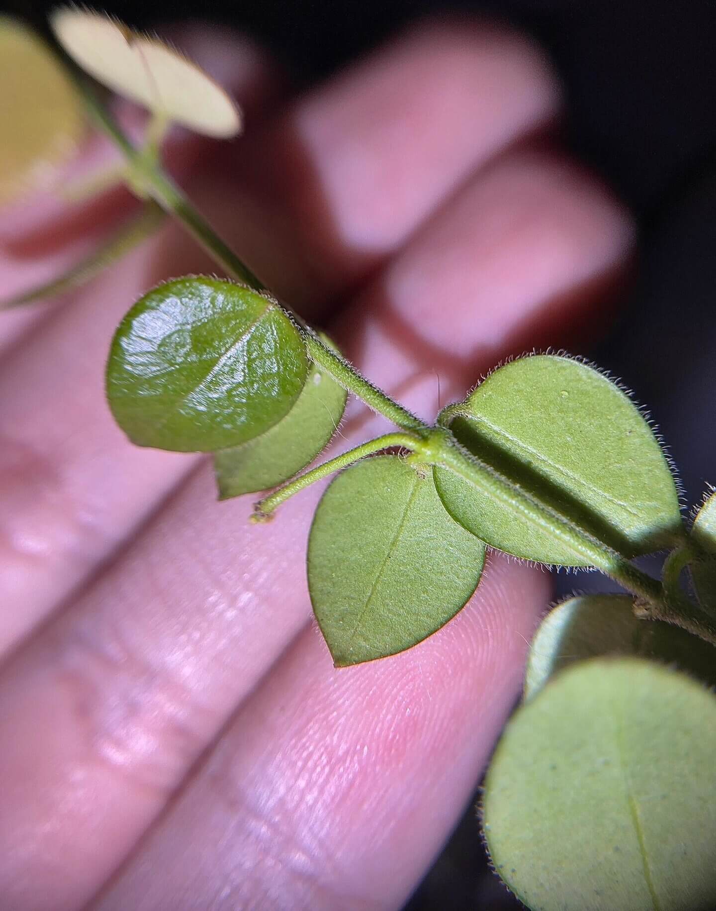 Hoya sp. Papua IM08 is a rare tropical Hoya from Papua New Guinea known for its compact growth and small, round leaves that create a dense, lush appearance on a trellis or as a trailing plant.