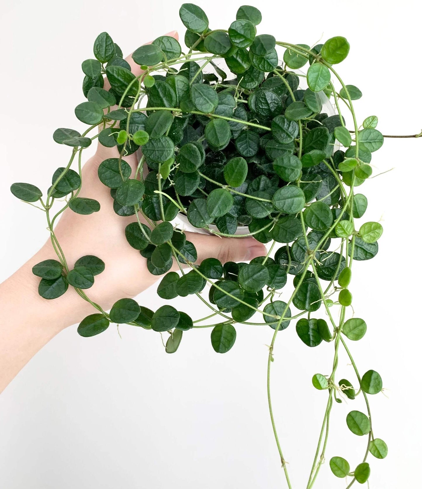 Hoya tengchongensis is a species in the family Apocynaceae, subfamily Asclepiadoideae. It is native to Tengchong County in Yunnan, China, where it occurs at around 1,300 meters elevation. This plant grows as an epiphytic subshrub in subtropical forest habitats.