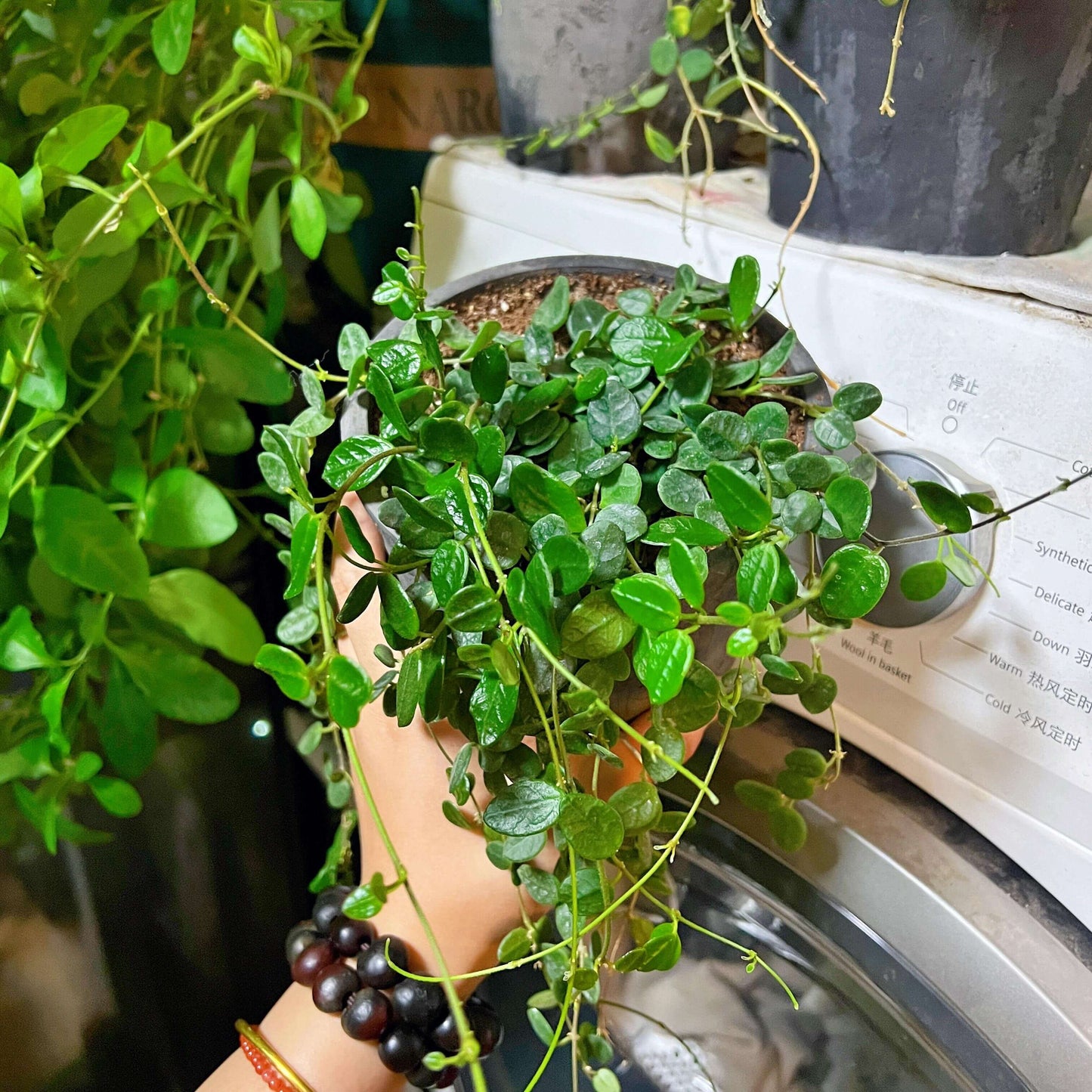 Hoya tengchongensis is a species in the family Apocynaceae, subfamily Asclepiadoideae. It is native to Tengchong County in Yunnan, China, where it occurs at around 1,300 meters elevation. This plant grows as an epiphytic subshrub in subtropical forest habitats.