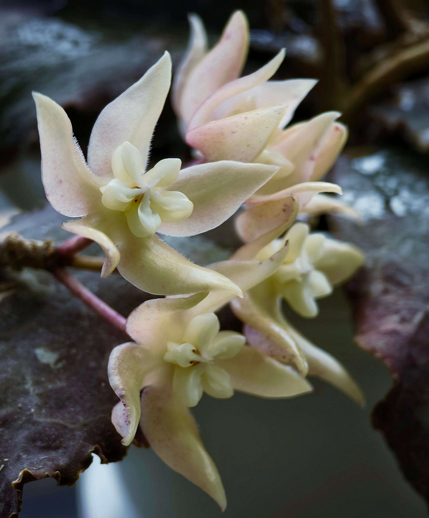 Hoya undulata is a rare epiphytic vine native to the lowland limestone forests of West Kalimantan, Borneo (around 300–380 m elevation). The species name undulata refers to its distinctly wavy leaf margins. Its leaves are thick, glossy, and may range from light green to purplish tones, sometimes with subtle speckling.