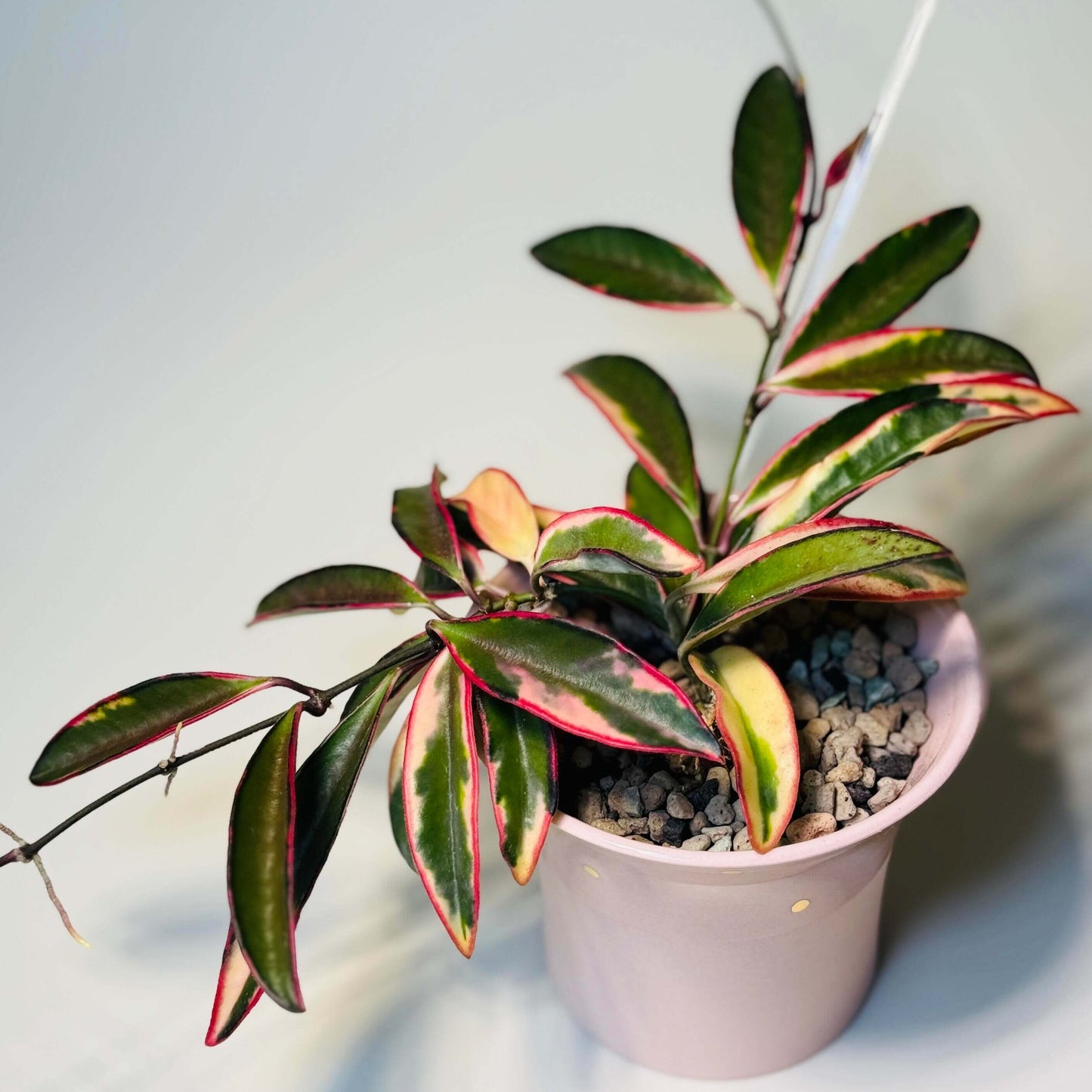Hoya wayetii ‘Lori Lyn’ (also known as Hoya kentiana ‘Lori Lyn’) is a striking variegated Hoya cultivar featuring narrow, elongated leaves with creamy-white to pink variegation along the edges, with new growth sometimes showing a subtle pink blush under bright light. It is a slow-growing trailing vine, making it ideal for hanging baskets or trellis displays indoors, and when mature, it produces clusters of wine-colored, star-shaped flowers with a sweet butterscotch or honey fragrance.