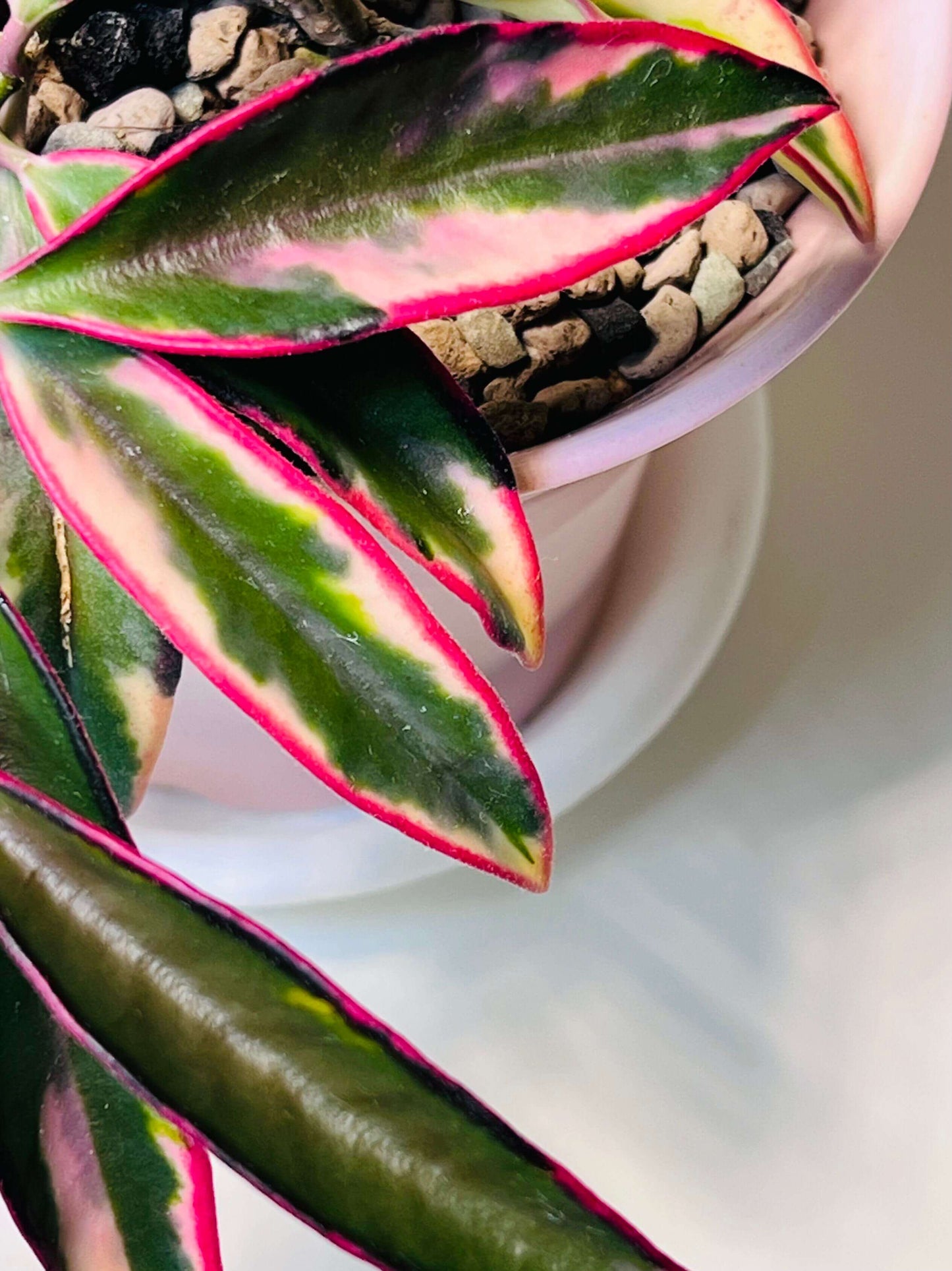 Hoya wayetii ‘Lori Lyn’ (also known as Hoya kentiana ‘Lori Lyn’) is a striking variegated Hoya cultivar featuring narrow, elongated leaves with creamy-white to pink variegation along the edges, with new growth sometimes showing a subtle pink blush under bright light. It is a slow-growing trailing vine, making it ideal for hanging baskets or trellis displays indoors, and when mature, it produces clusters of wine-colored, star-shaped flowers with a sweet butterscotch or honey fragrance.