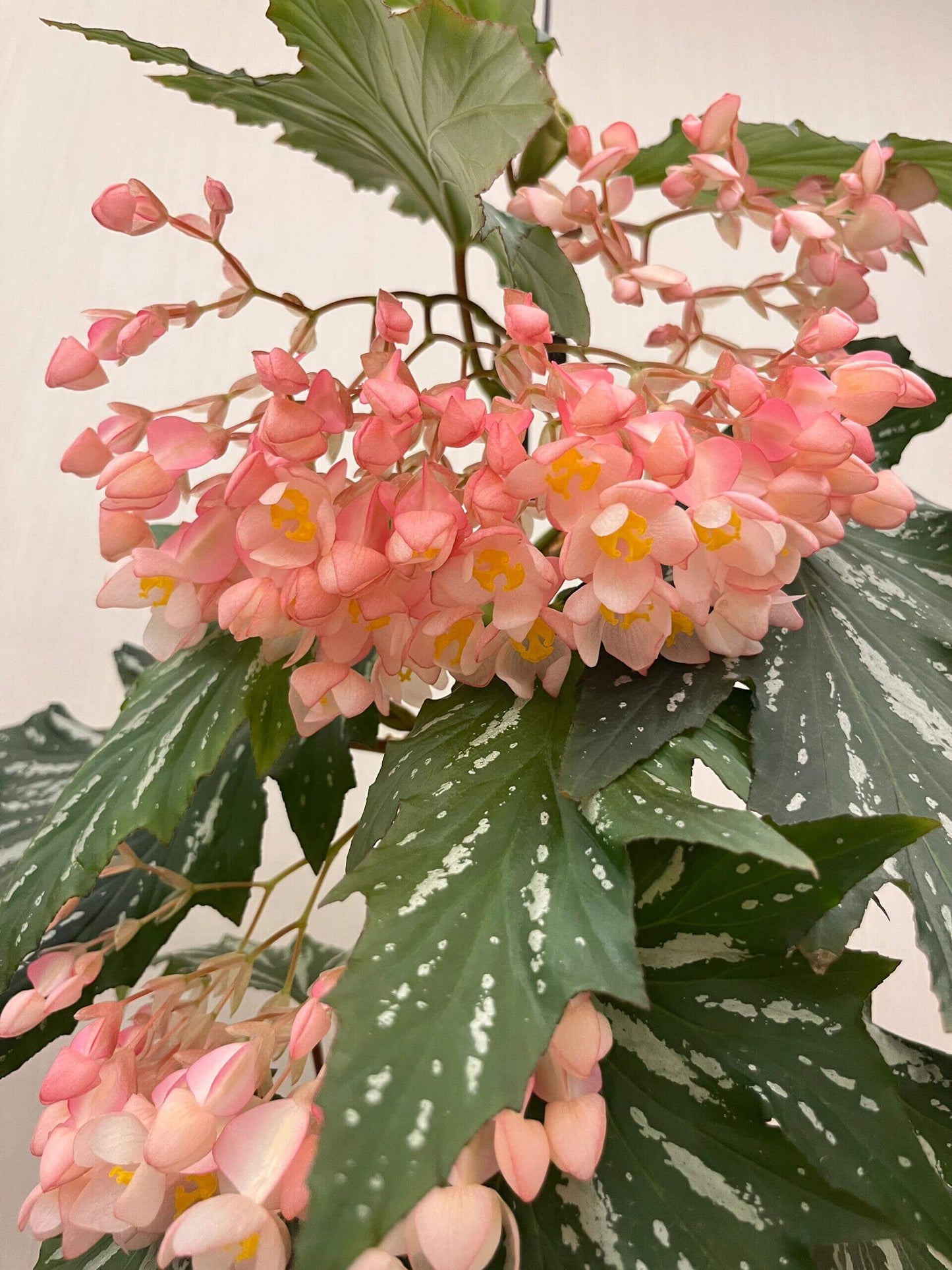 Begonia ‘Sophie Cecile’ (also known as ‘Sophia’ in some contexts) is a striking cane-stem or “angel wing” begonia cultivar first created by hybridizer Belva Nelson Kusler in 1961, via a cross between Begonia ‘Lenore Olivier’ and Begonia aconitifolia.