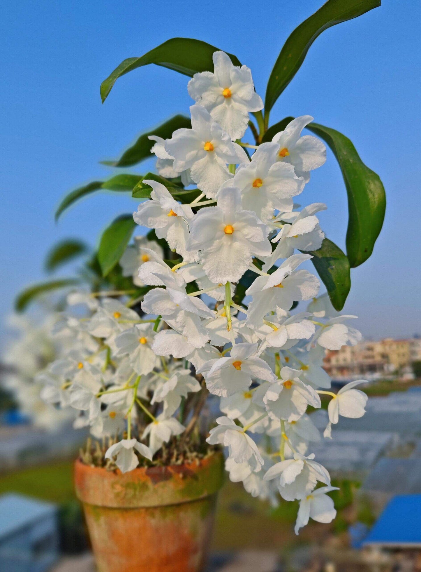 A strikingly rare pure‑white (album) form of Dendrobium farmeri, distinguished by its petaloid lip that mirrors the other petals—making this a highly unusual double mutation. The compact, vigorous plant blooms in spring on both new and old canes, sending out pendulous inflorescences up to 8″ long, covered in fragrant, daisy‑like white flowers (~2–2.5″ across) with yellow anther caps. Native to the eastern Himalayas and Southeast Asia (500–3,300 ft), it thrives in shaded, well‑ventilated conditions.