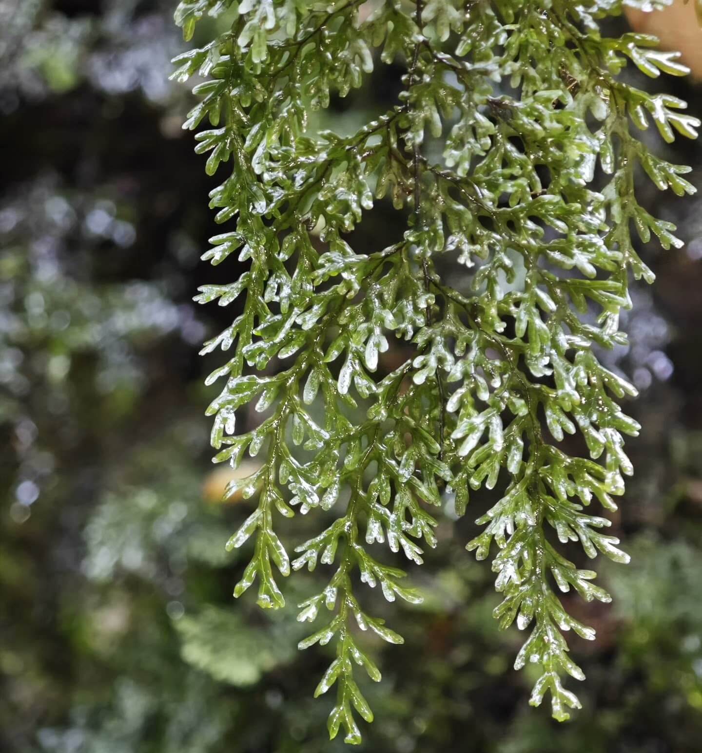 Hymenophyllum corrugatum