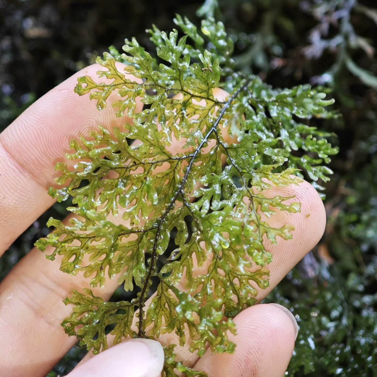 Hymenophyllum corrugatum is a small to medium-sized fern from the Hymenophyllaceae family and the Hymenophyllum genus. This species is native to the high-altitude regions of Southwest China. It features uniquely corrugated fronds that are relatively long, making it quite rare among the ferns of the Hymenophyllaceae family. The mature plant grows between 10-20 cm in size, making it ideal for rainforest terrariums.