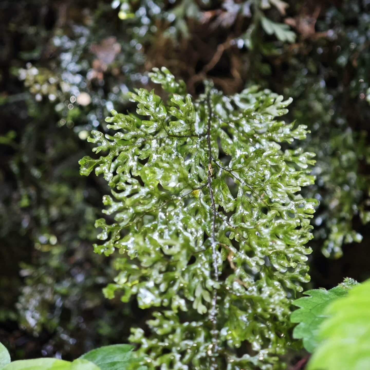 Hymenophyllum corrugatum is a small to medium-sized fern from the Hymenophyllaceae family and the Hymenophyllum genus. This species is native to the high-altitude regions of Southwest China. It features uniquely corrugated fronds that are relatively long, making it quite rare among the ferns of the Hymenophyllaceae family. The mature plant grows between 10-20 cm in size, making it ideal for rainforest terrariums.
