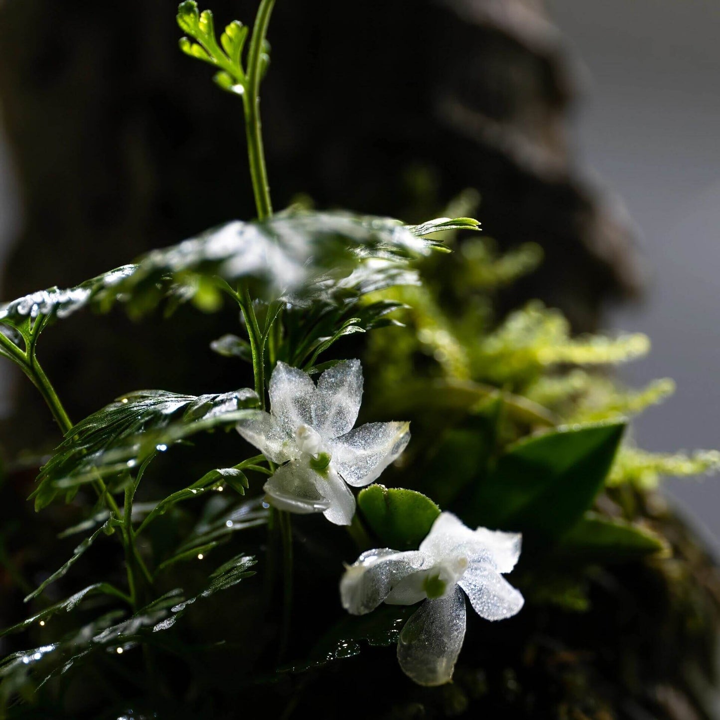 Hymenorchis javanica is a rare and captivating miniature orchid endemic to the misty montane forests of western Java, Indonesia, and parts of peninsular Malaysia. This epiphytic species thrives at elevations of 900 to 1,000 meters, growing on exposed tree branches in humid, shaded environments.