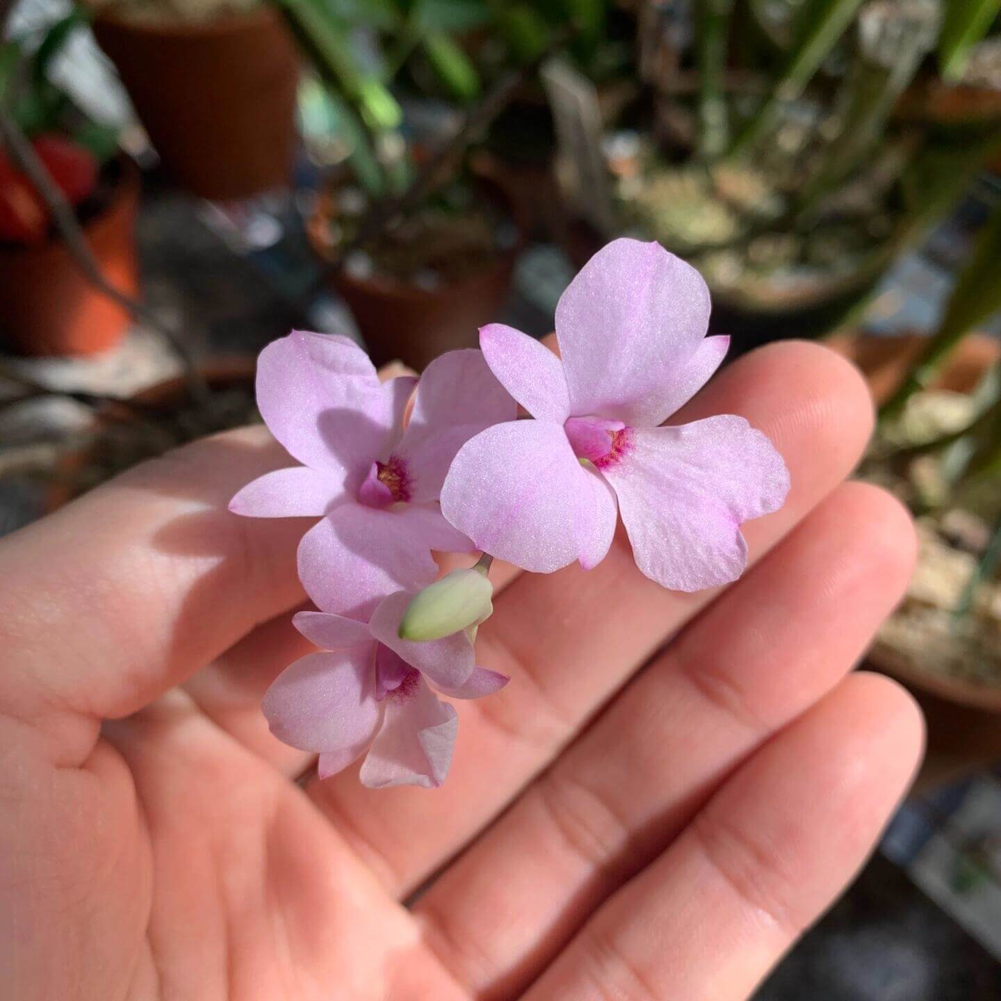 Dendrobium fytchianum is native to Myanmar (formerly Burma) and Malaysia, where it typically grows as an epiphyte on exposed tree branches overlooking rivers, at elevations of approximately 46–610 meters above sea level.