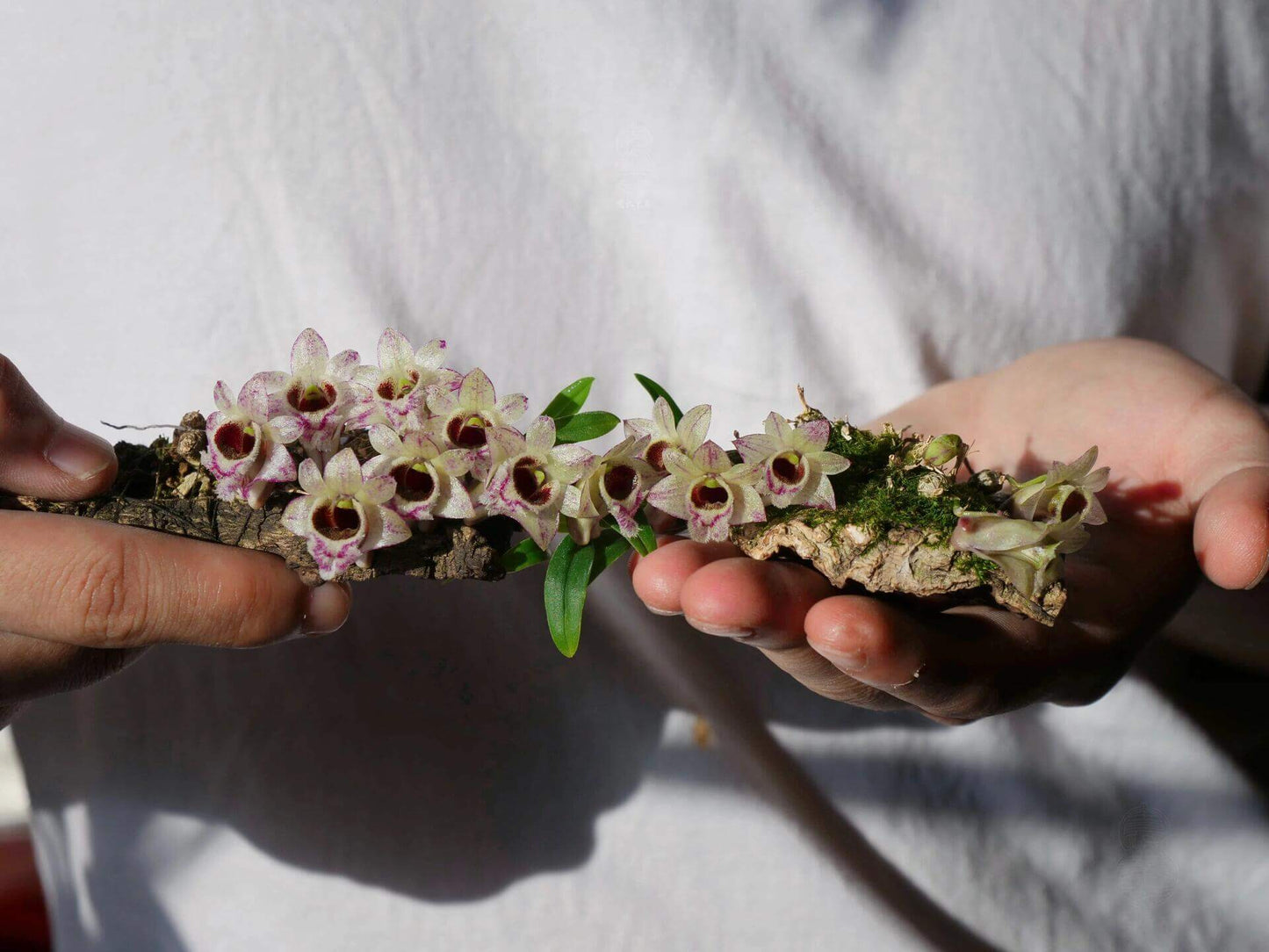 Dendrobium hekouense is a captivating miniature orchid species native to the subtropical highlands of Yunnan, China, and northern Vietnam. First described in 2011, it thrives in cool, humid environments at elevations of 1,000 to 2,000 meters above sea level, making it well-suited for terrariums.