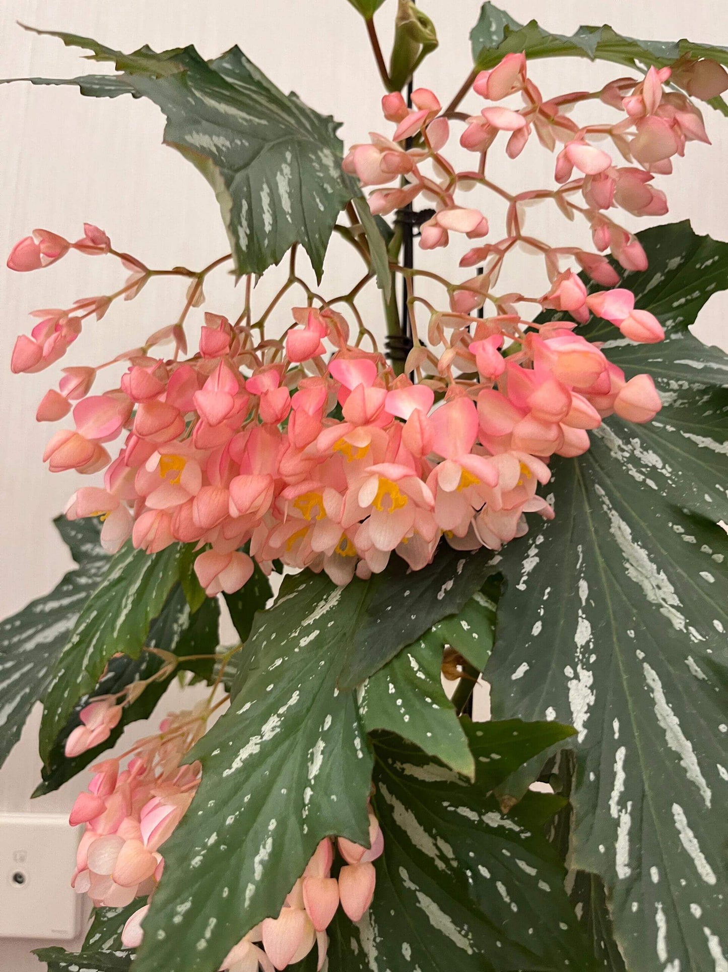 Begonia ‘Sophie Cecile’ (also known as ‘Sophia’ in some contexts) is a striking cane-stem or “angel wing” begonia cultivar first created by hybridizer Belva Nelson Kusler in 1961, via a cross between Begonia ‘Lenore Olivier’ and Begonia aconitifolia.