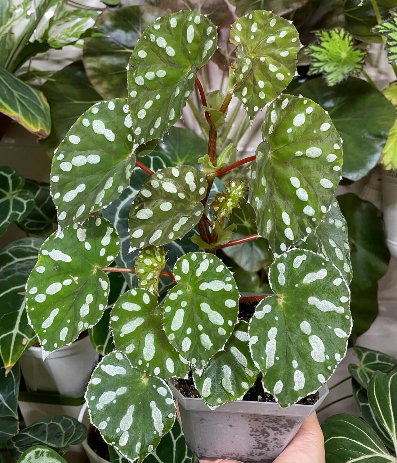 Origin: Native to Malaysia, Begonia jiewhoei thrives in tropical, subtropical environments. Known for its distinct, attractive foliage, this species is perfect for collectors and plant enthusiasts who appreciate unique, ornamental begonias. Features: Leaves: The plant boasts asymmetrical leaves that are a deep green, adorned with striking white or silver oval spots. The leaves also feature a delicate silver edge, enhancing their visual appeal.