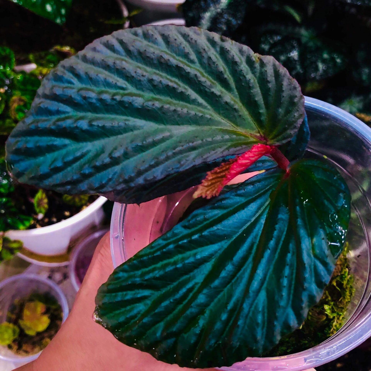 Begonia metallicolor is a captivating and visually striking species native to Borneo, Malaysia. Known for its iridescent foliage, it showcases hues of blue, teal, green, and purple, making it a unique and prized addition to any plant collection. With its metallic sheen and deeply corrugated leaves, this begonia adds texture and elegance to your indoor garden. Begonia metallicolor thrives in high-humidity environments, making it ideal for terrariums, glass domes, or greenhouses where it can truly flourish.