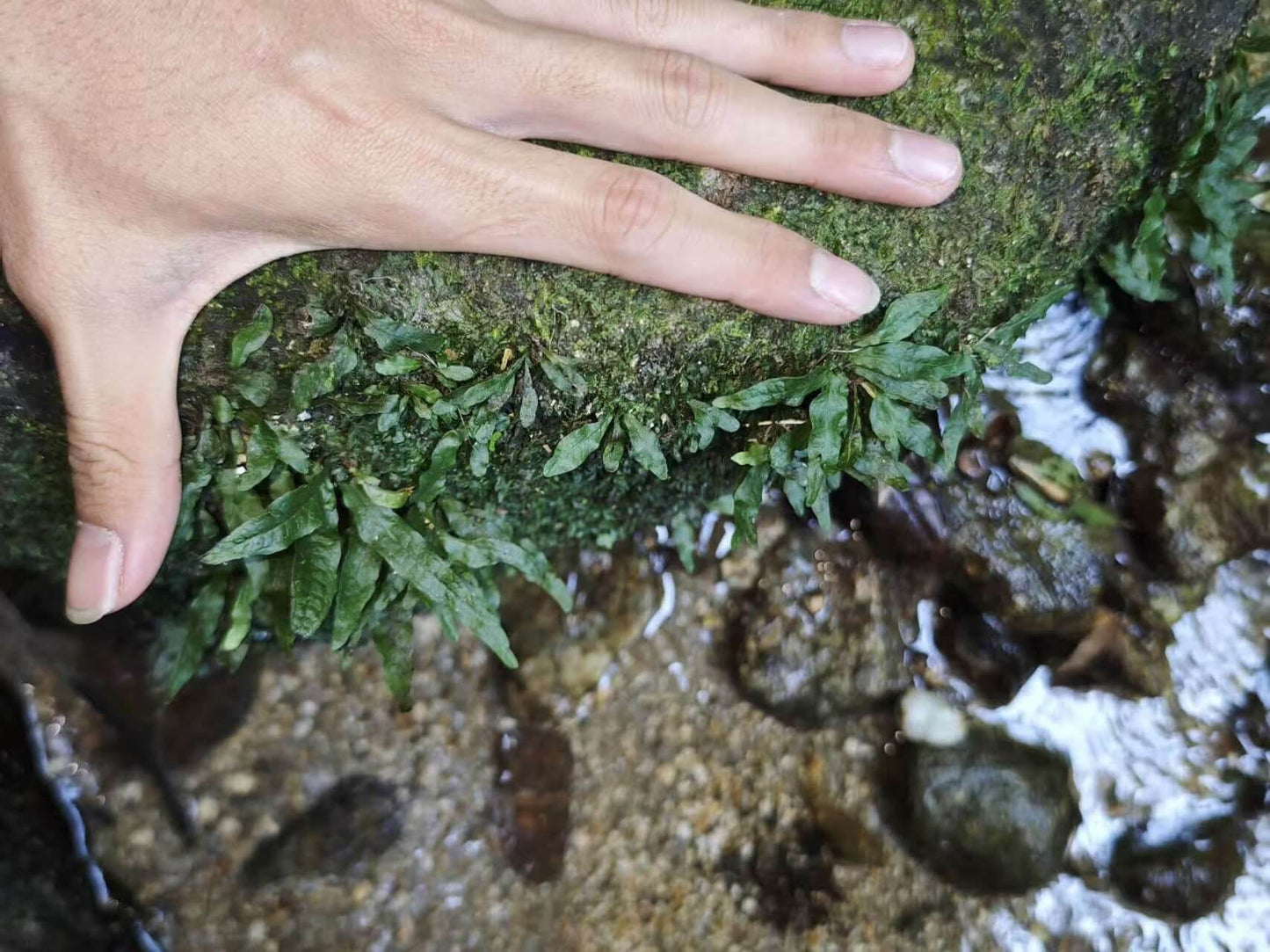 Leptochilus pteropus, commonly known as Java fern (formerly Microsorum pteropus), is a highly popular aquatic fern native to tropical Asia—particularly Java (Indonesia), Malaysia, Thailand, Northeast India, and parts of southern China.