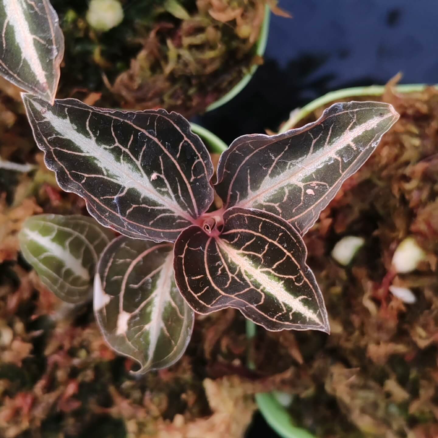 Jewel Orchid (Anoectochilus lylei) is a miniature jewel orchid that excels in moist, warm, shaded, and high-humidity environments—perfect for terrariums. Its compact size and spectacular vein patterns make it ideal for botanical displays or jungle-themed enclosures.