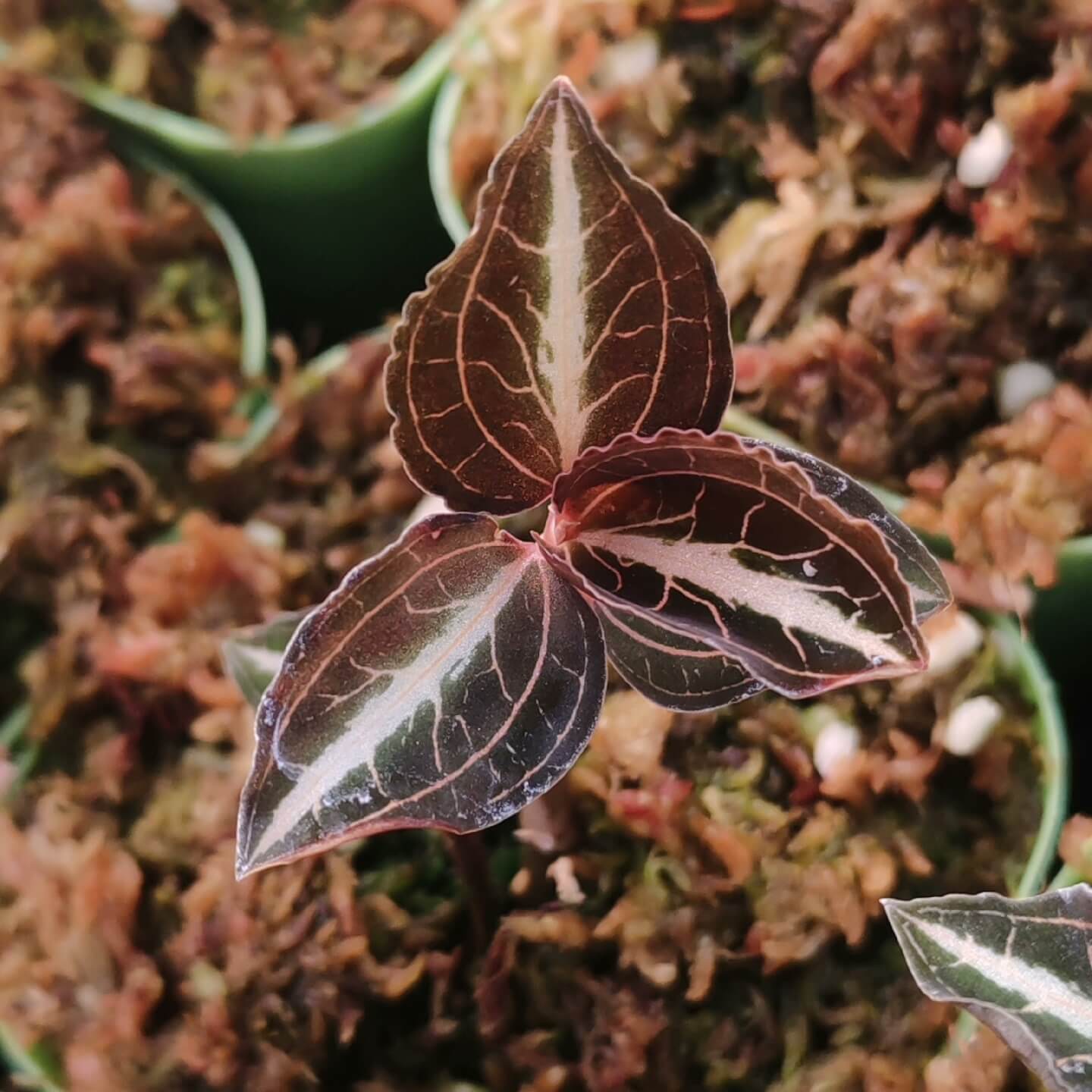 Jewel Orchid (Anoectochilus lylei) is a miniature jewel orchid that excels in moist, warm, shaded, and high-humidity environments—perfect for terrariums. Its compact size and spectacular vein patterns make it ideal for botanical displays or jungle-themed enclosures.