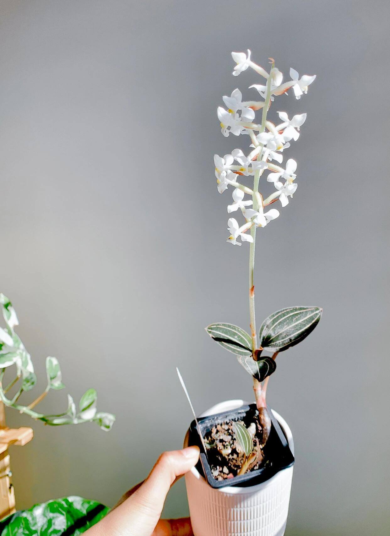 Jewel Orchid (Ludisia discolor) is a striking terrestrial orchid cherished for its velvety, dark burgundy-green leaves adorned with vivid pinstripe veins in white, gold, peach, or pink. Its compact, creeping growth habit and ability to thrive in humid, shaded conditions make it ideal for terrarium culture.