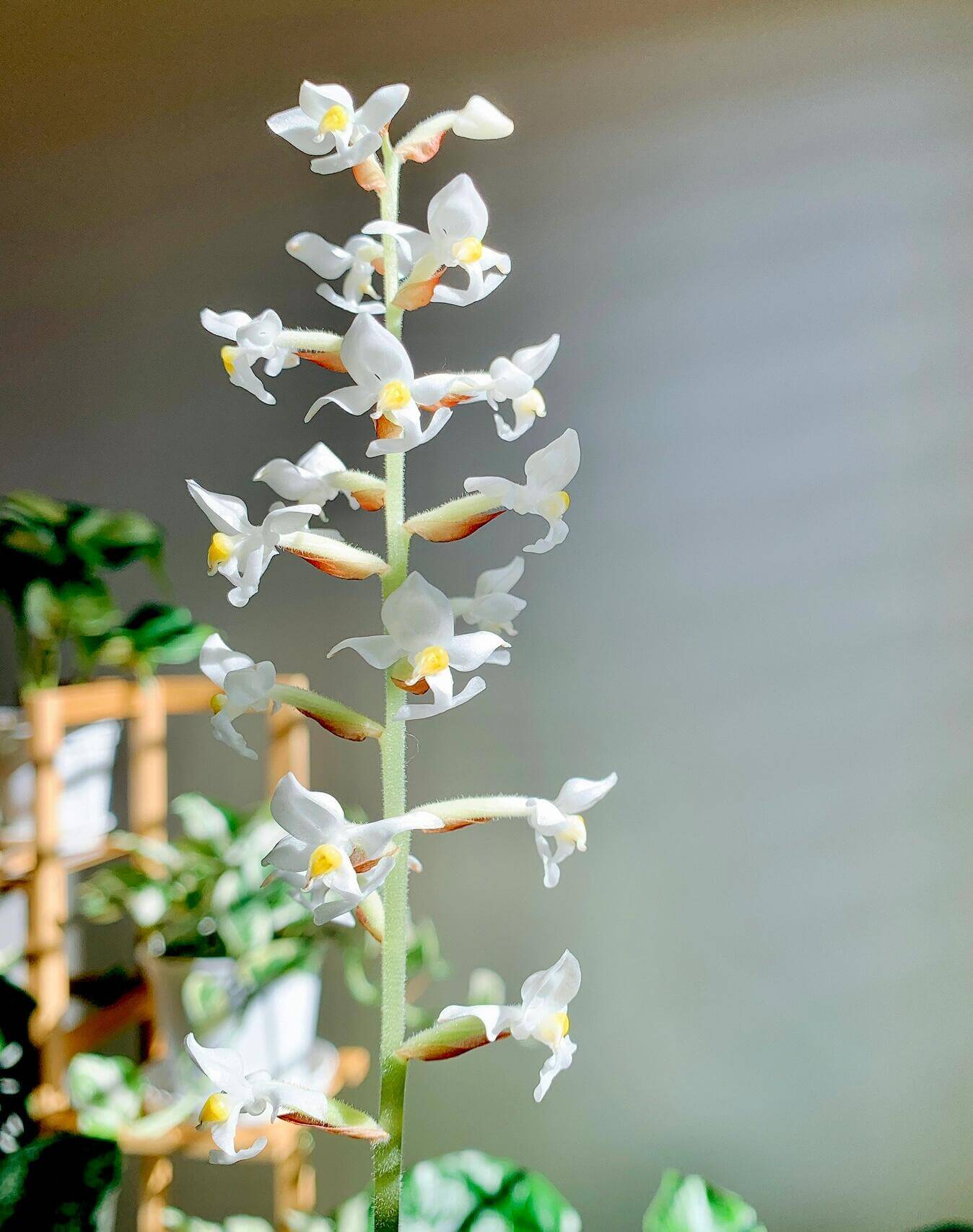 Jewel Orchid (Ludisia discolor) is a striking terrestrial orchid cherished for its velvety, dark burgundy-green leaves adorned with vivid pinstripe veins in white, gold, peach, or pink. Its compact, creeping growth habit and ability to thrive in humid, shaded conditions make it ideal for terrarium culture.