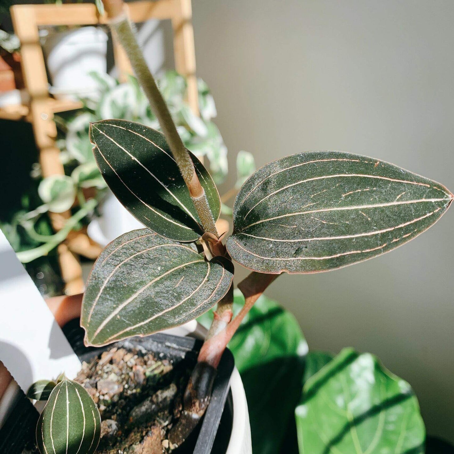 Jewel Orchid (Ludisia discolor) is a striking terrestrial orchid cherished for its velvety, dark burgundy-green leaves adorned with vivid pinstripe veins in white, gold, peach, or pink. Its compact, creeping growth habit and ability to thrive in humid, shaded conditions make it ideal for terrarium culture.