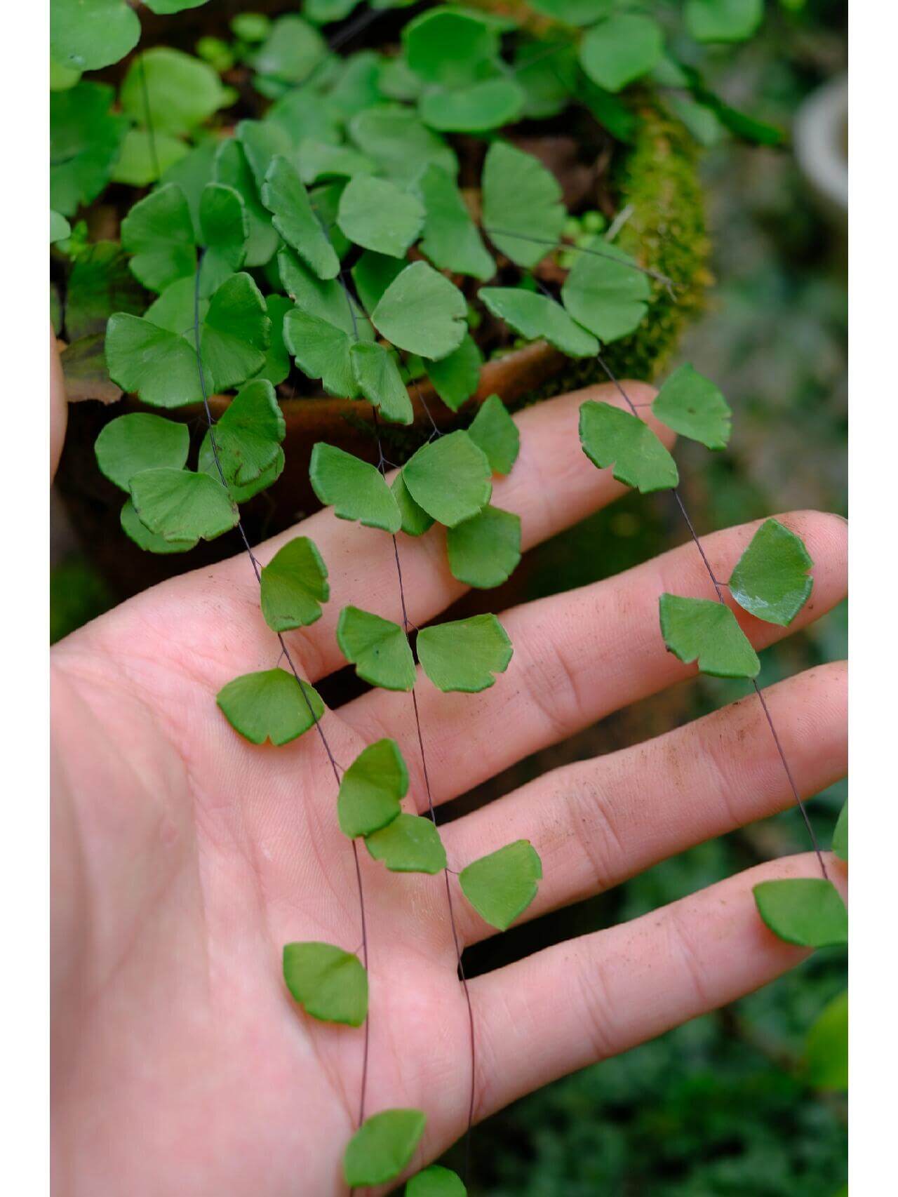 Adiantum capillus-junonis, or Juno's-hair Fern, is an elegant fern that thrives in humid environments, making it an excellent choice for terrariums. Native to East Mongolia, southern Japan, and northeastern Thailand, this fern has fine, black stems and delicate fan-shaped leaflets. It thrives in the moisture and controlled environment of a terrarium, creating a lush, airy appearance that adds beauty to any indoor space.
