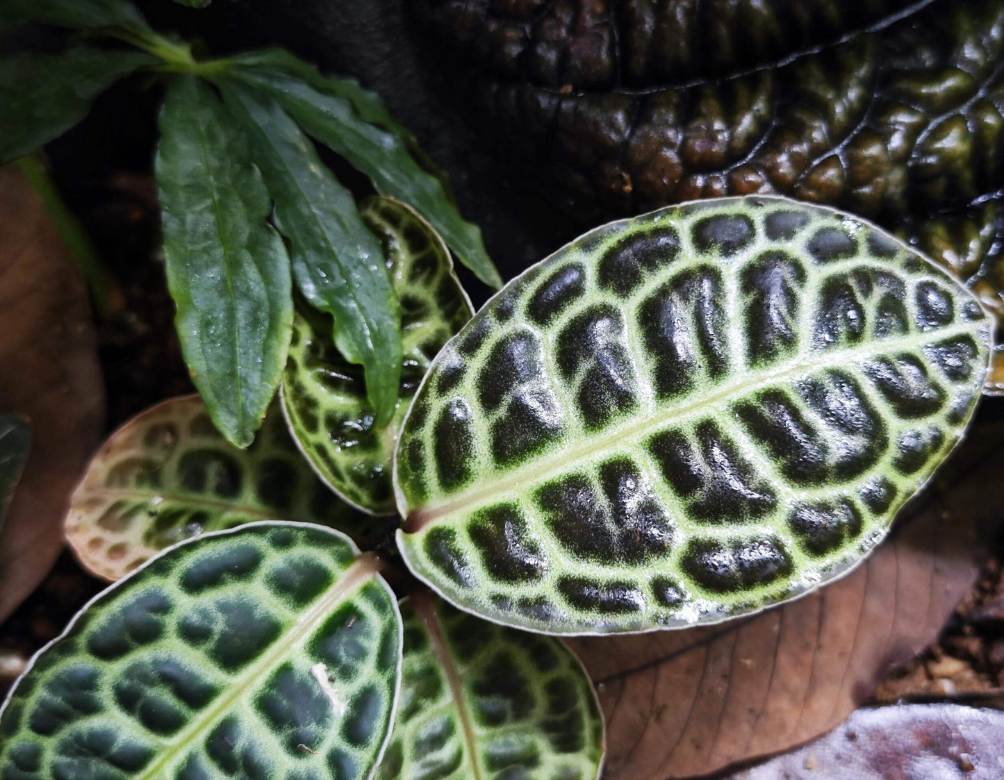 Labisia beccarii, also known as the Turtle Back plant, is a rare and captivating species native to the humid forests of Southeast Asia. The plant is famous for its unique, tortoiseshell-patterned leaves that give it the "Turtle Back" nickname. With its compact size and glossy, green foliage, Labisia beccarii makes an eye-catching addition to terrariums, tropical greenhouses, or any indoor plant collection.