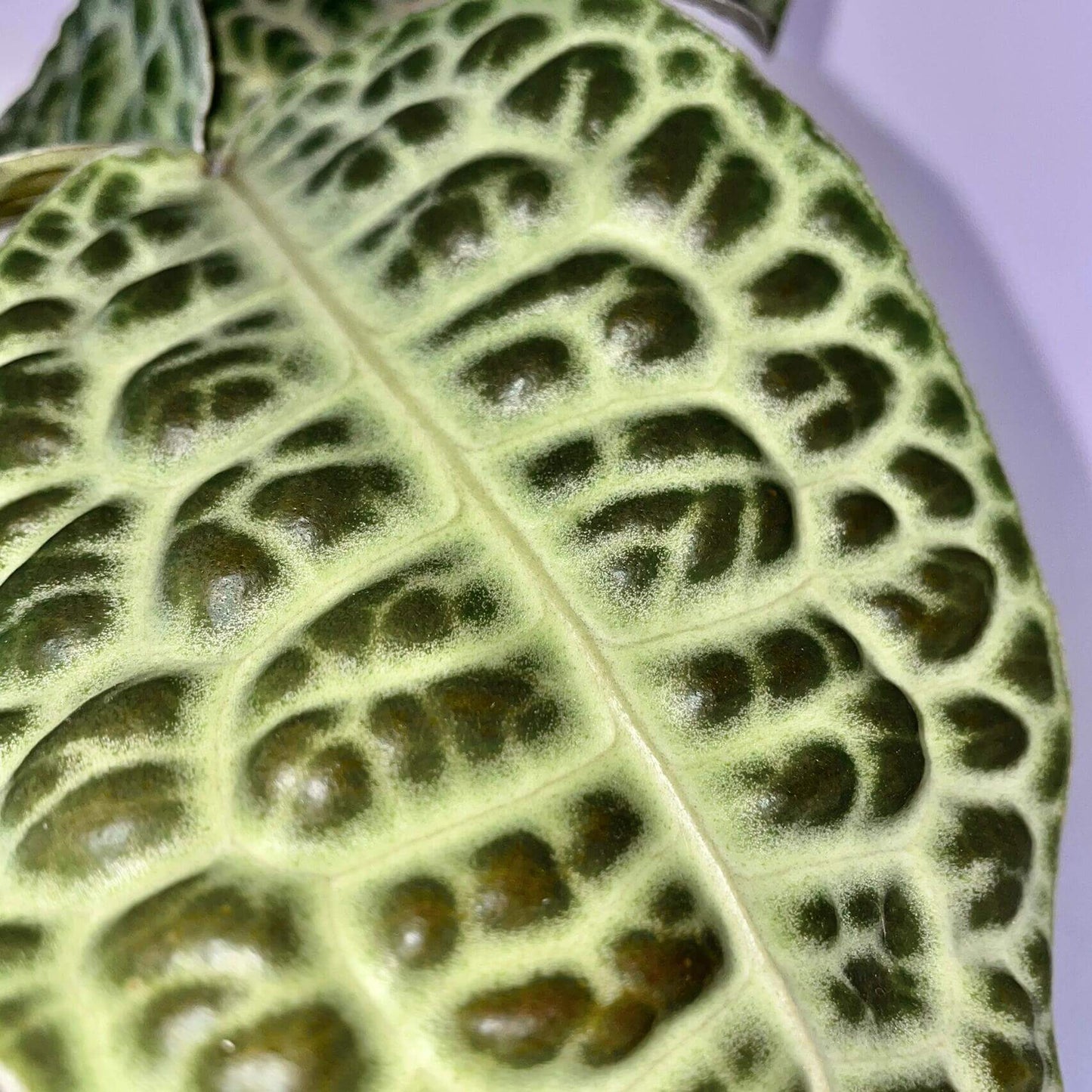 Labisia beccarii, also known as the Turtle Back plant, is a rare and captivating species native to the humid forests of Southeast Asia. The plant is famous for its unique, tortoiseshell-patterned leaves that give it the "Turtle Back" nickname. With its compact size and glossy, green foliage, Labisia beccarii makes an eye-catching addition to terrariums, tropical greenhouses, or any indoor plant collection.