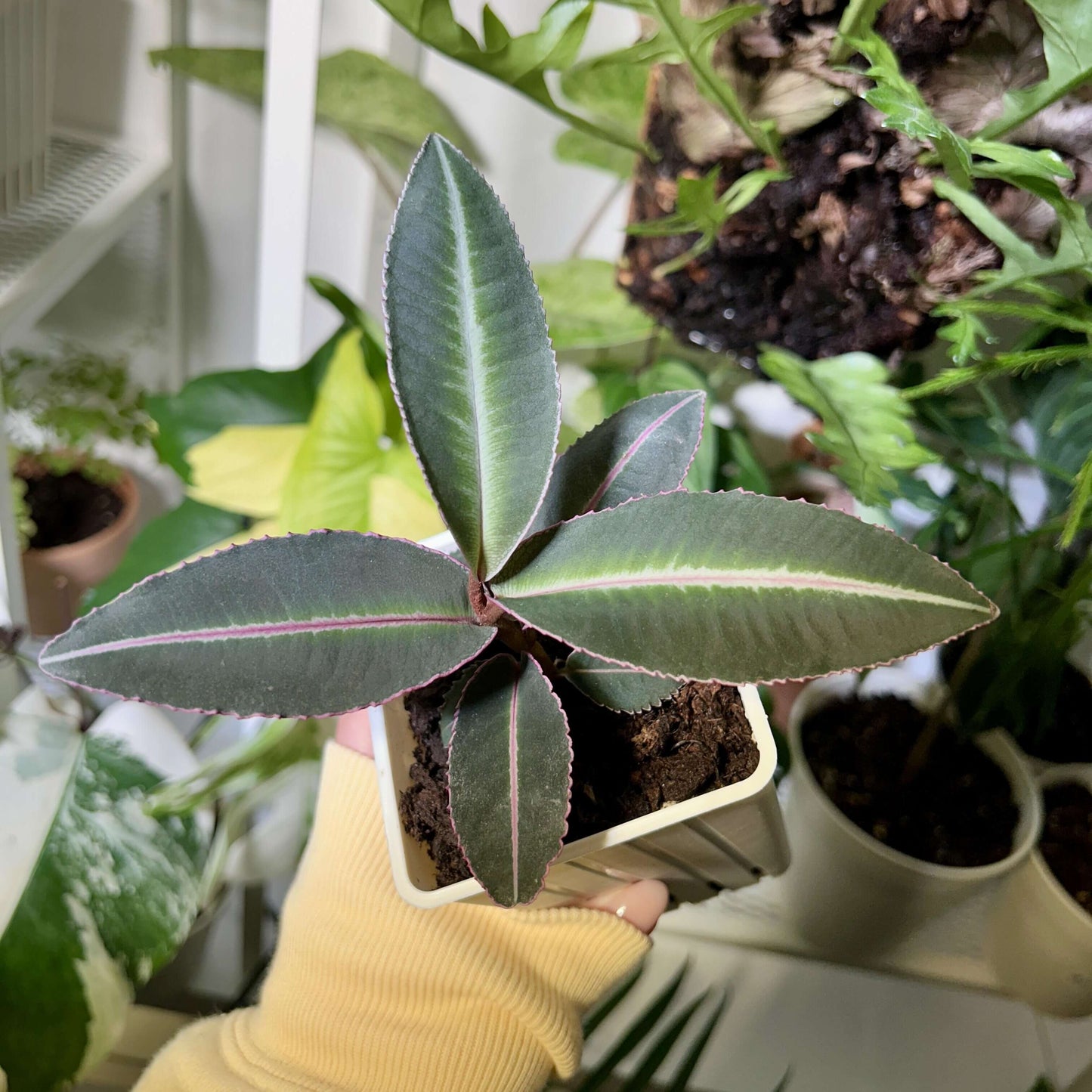 Labisia pumila 'Electric Pink' is a slow-growing plant native to Southeast Asia, featuring stunning olive-green leaves with bright pink margins that create a beautiful contrast. The leaves are not only striking but also have serrated edges and a velvety soft texture, making this species a must-have for any terrarium enthusiast.