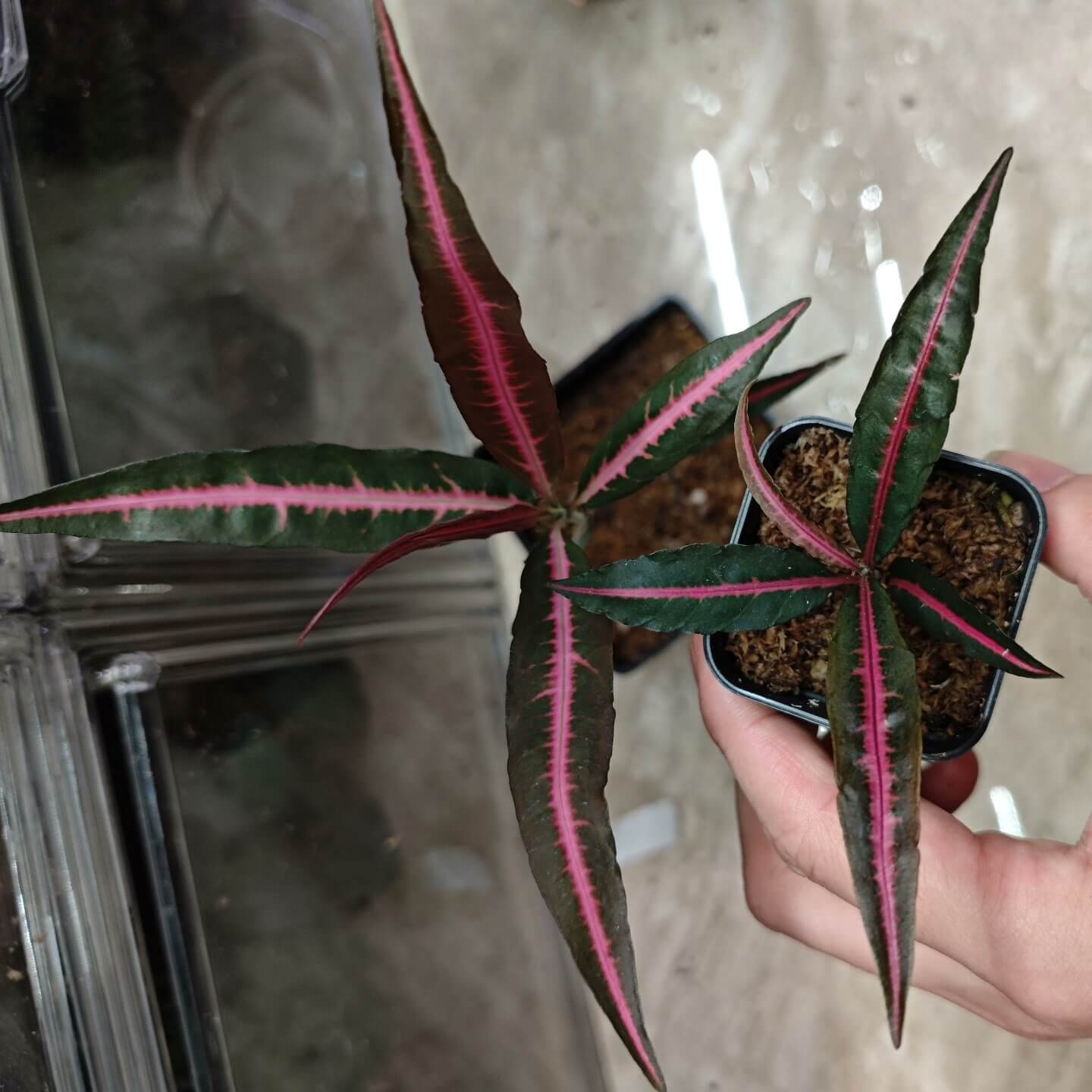 Labisia sp. 'Pink Midway' features long, narrow leaves with a striking pink central vein that runs through the entire length of each leaf. The bright pink midrib creates a bold contrast against the deep green edges, which can turn almost black depending on the environmental conditions. This vibrant color contrast highlights the pink vein, making the plant's unique appearance even more captivating.
