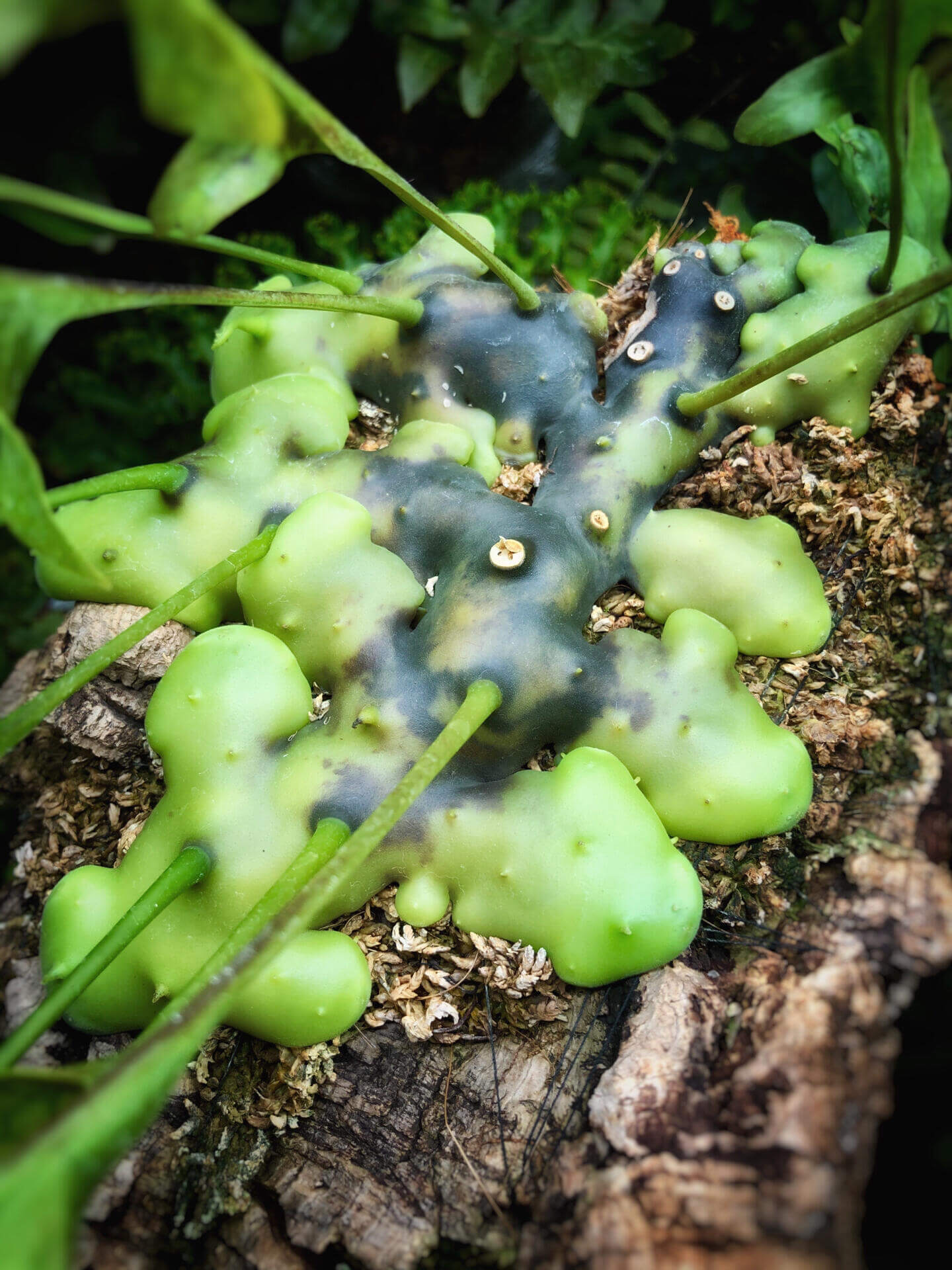 Lecanopteris celebica is an epiphytic ant fern native to Sulawesi (formerly Celebes), Indonesia, thriving as a canopy-dweller attached to tree trunks or branches. It features hollow, thickened rhizomes that develop internal cavities as they mature—creating natural shelters for ants.