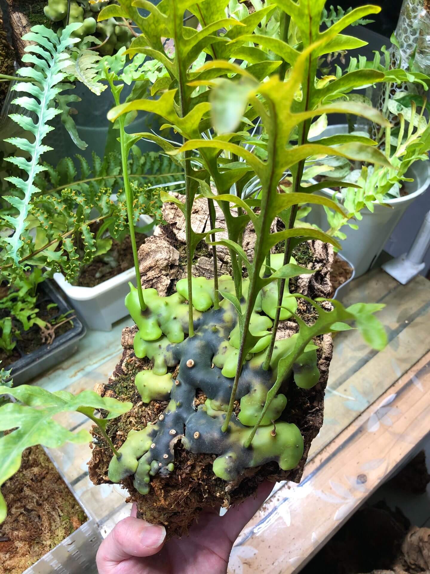 Lecanopteris celebica is an epiphytic ant fern native to Sulawesi (formerly Celebes), Indonesia, thriving as a canopy-dweller attached to tree trunks or branches. It features hollow, thickened rhizomes that develop internal cavities as they mature—creating natural shelters for ants.