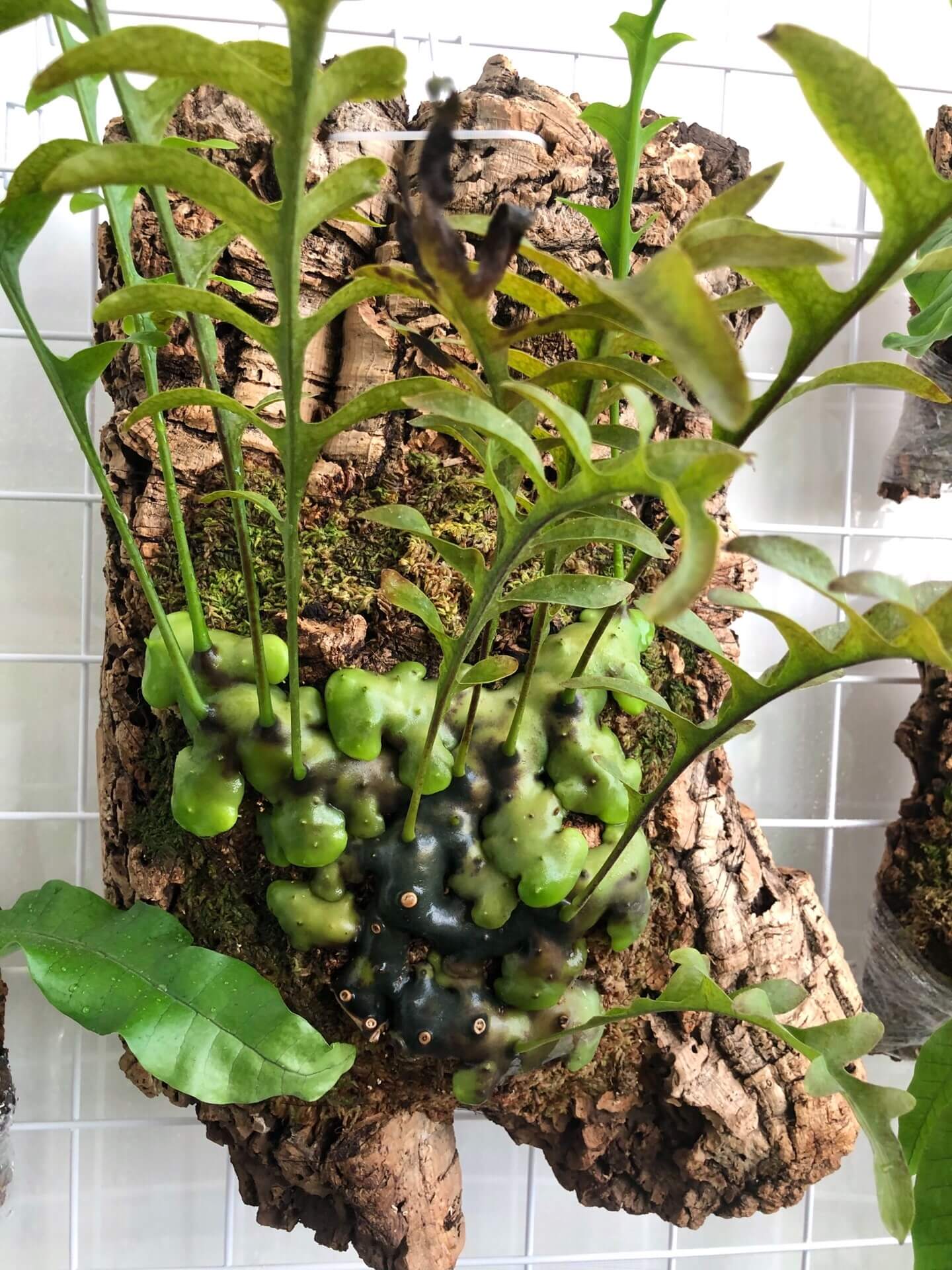 Lecanopteris celebica is an epiphytic ant fern native to Sulawesi (formerly Celebes), Indonesia, thriving as a canopy-dweller attached to tree trunks or branches. It features hollow, thickened rhizomes that develop internal cavities as they mature—creating natural shelters for ants.