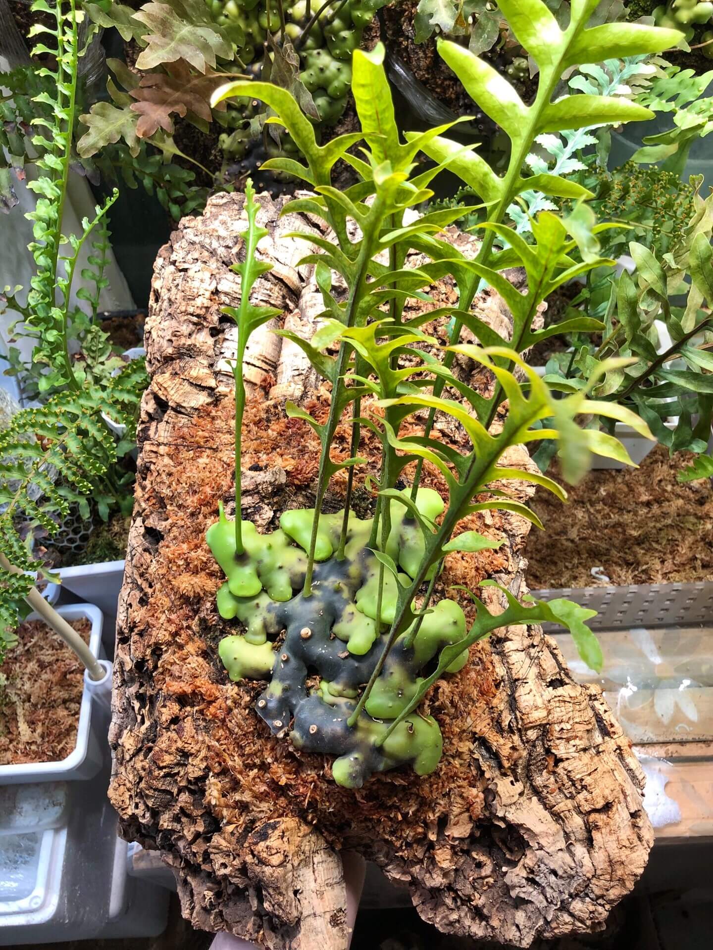Lecanopteris celebica is an epiphytic ant fern native to Sulawesi (formerly Celebes), Indonesia, thriving as a canopy-dweller attached to tree trunks or branches. It features hollow, thickened rhizomes that develop internal cavities as they mature—creating natural shelters for ants.