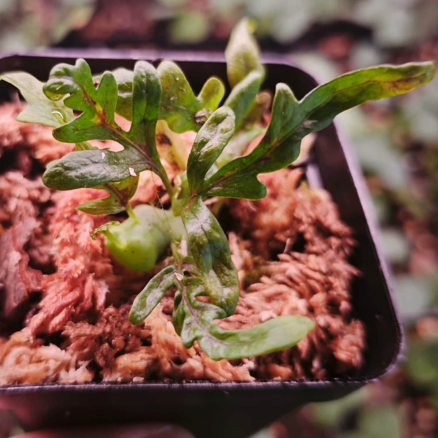 Lecanopteris darnaedii is a fern species within the genus Lecanopteris, part of the family Polypodiaceae, subfamily Microsoroideae. It is endemic to Central Sulawesi (Indonesia), primarily found in mid-montane forests at elevations of 2,300–2,500 m.