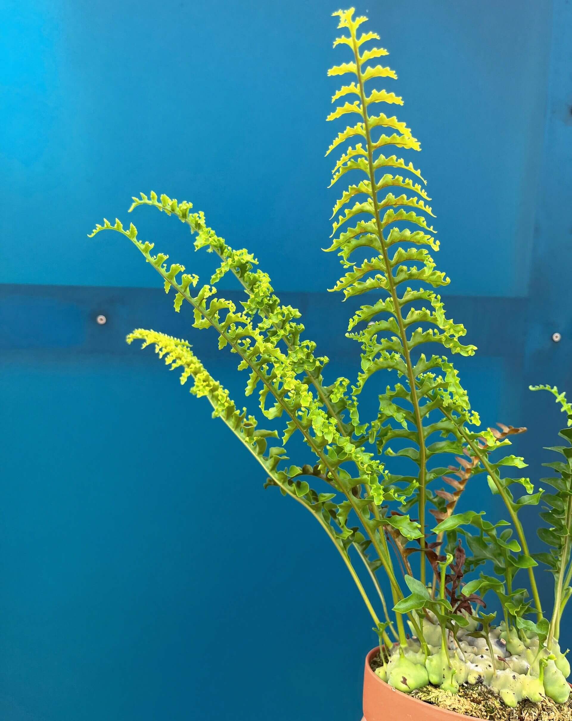 Lecanopteris luzonensis 'Ant Fern' for Sale – Begin With Plants