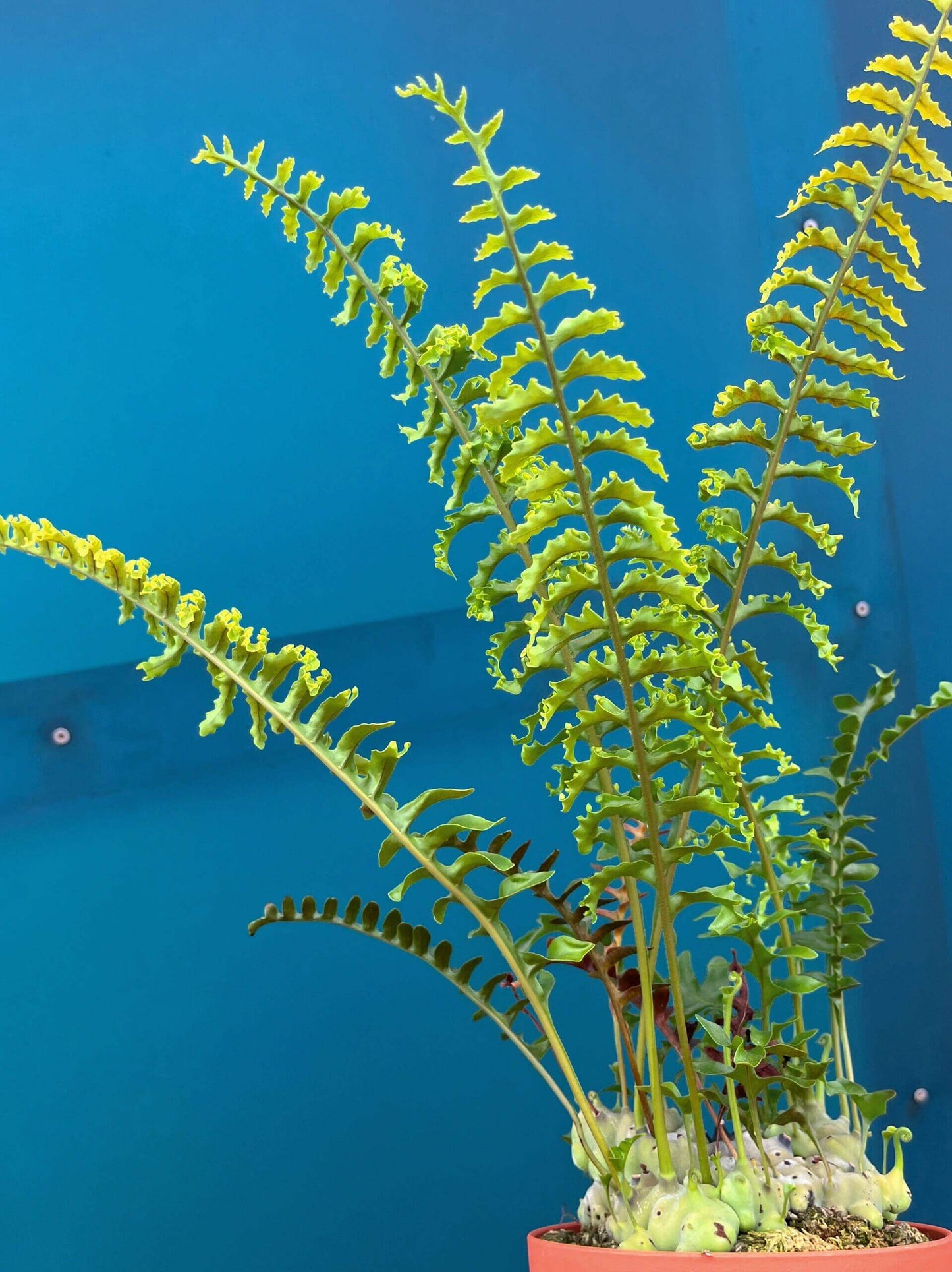 Lecanopteris luzonensis—commonly called the Luzon ant fern—is an epiphytic fern native to the island of Luzon in the Philippines. It features a swollen, hollow rhizome (caudex) that often houses ants, offering both shelter for insects and protective, nutrient-rich benefits for the fern.
