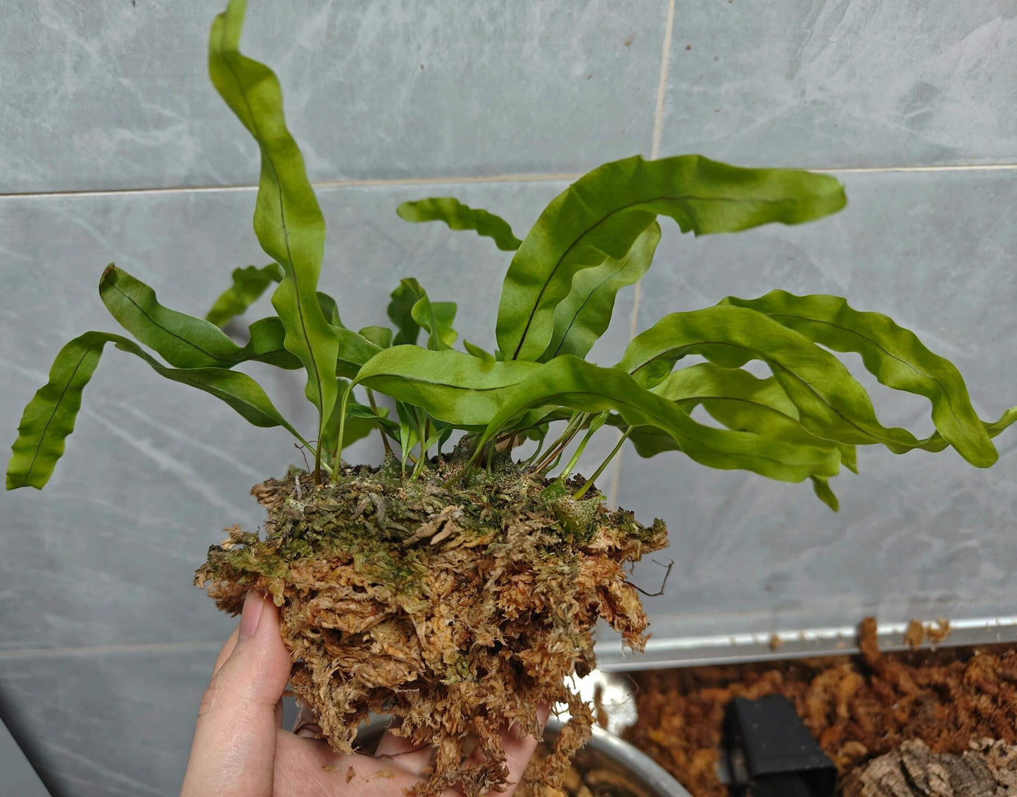Lecanopteris sinuosa is an epiphytic fern and a myrmecophyte, meaning it forms mutualistic relationships with ants. Young rhizomes are solid but hollow out as they mature, developing a hardened, rock-like structure infused with phlopaphene.