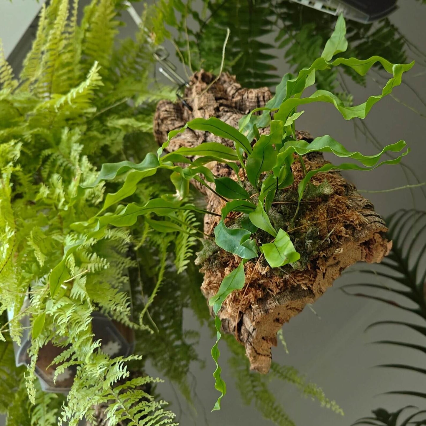 Lecanopteris sinuosa is an epiphytic fern and a myrmecophyte, meaning it forms mutualistic relationships with ants. Young rhizomes are solid but hollow out as they mature, developing a hardened, rock-like structure infused with phlopaphene.